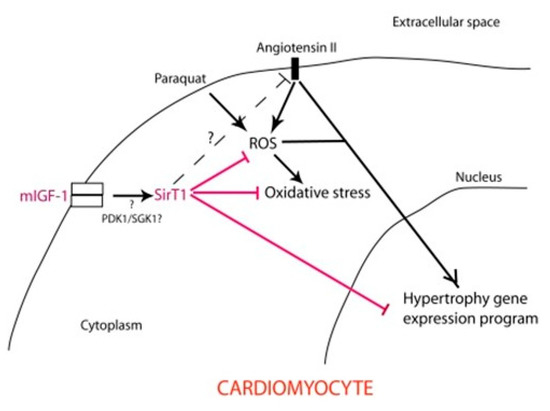 The Role of Signaling Pathways of Inflammation and Oxidative The Role of Signaling Pathways of Inflammation and Oxidative