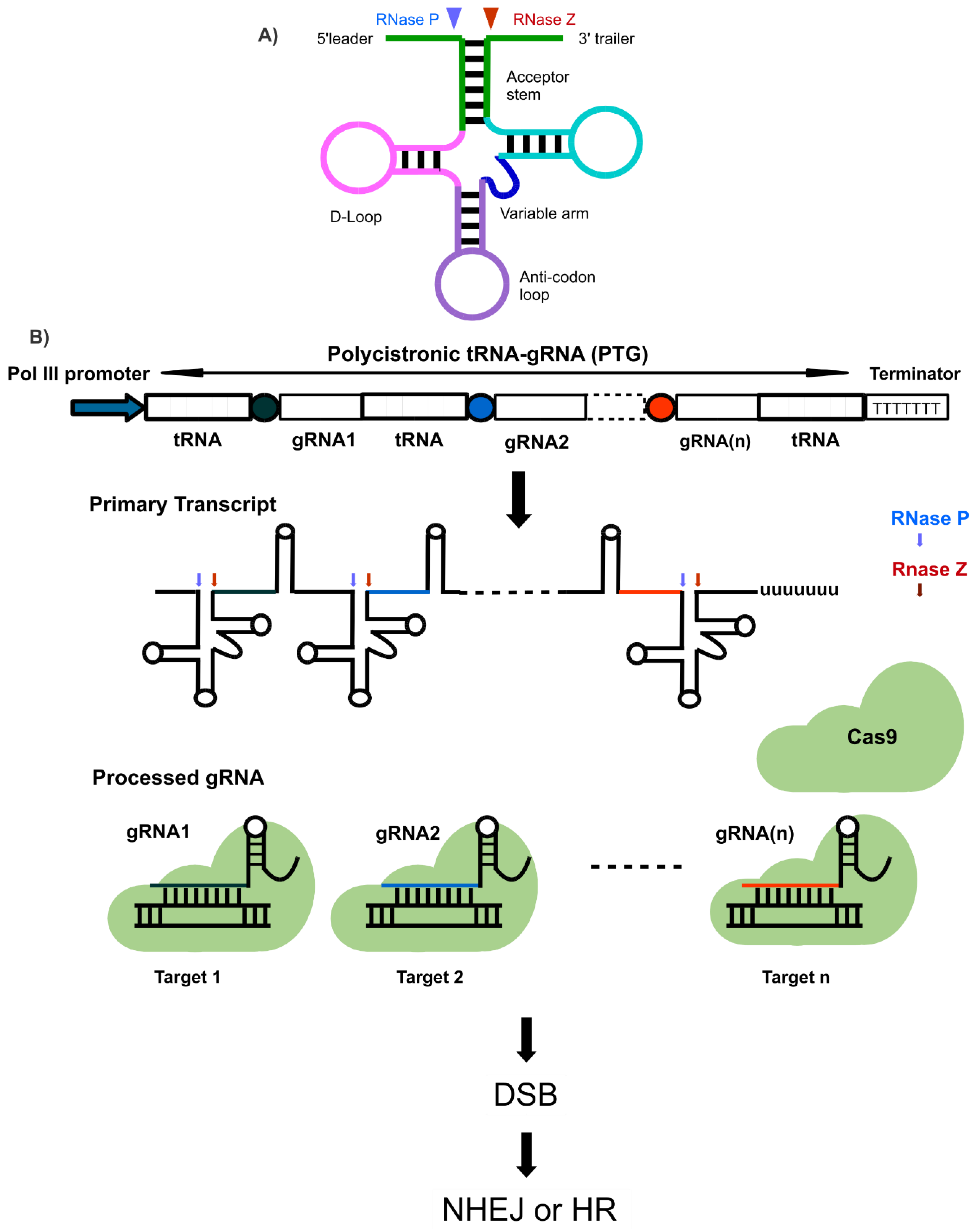 Cells 08 01386 g003 Cells 08 01386 g003