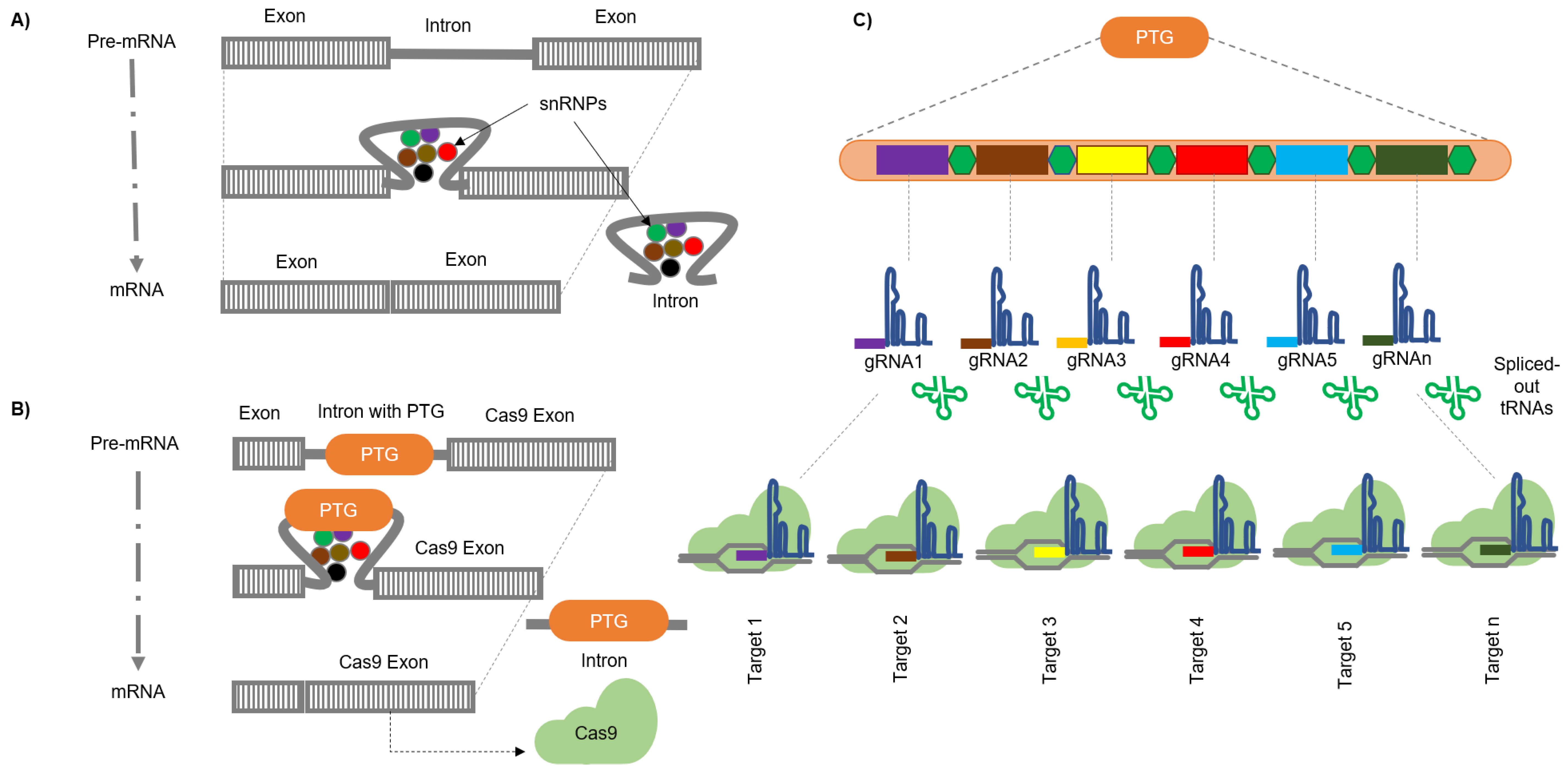 Cells 08 01386 g004 Cells 08 01386 g004