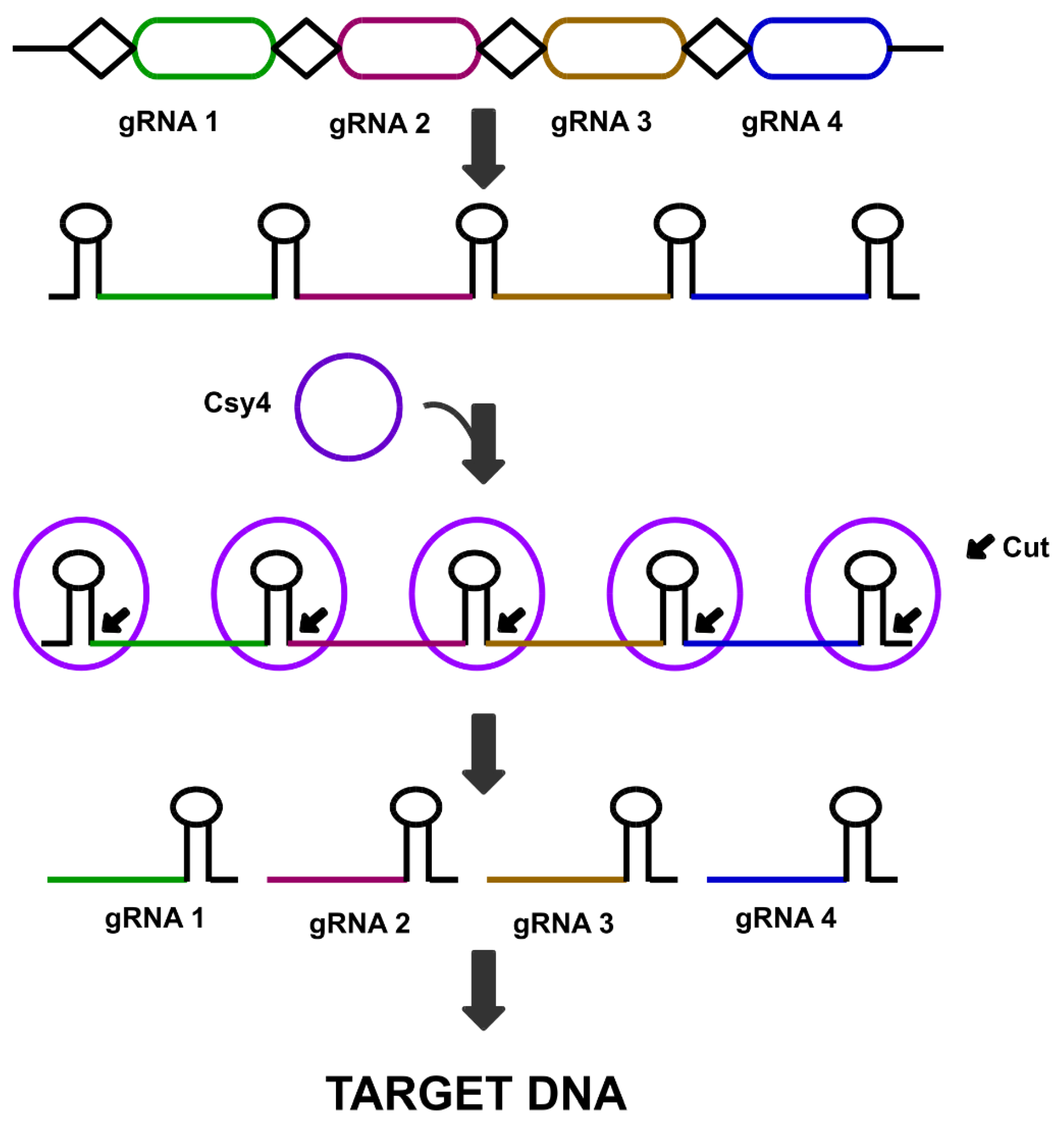 Cells 08 01386 g005 Cells 08 01386 g005