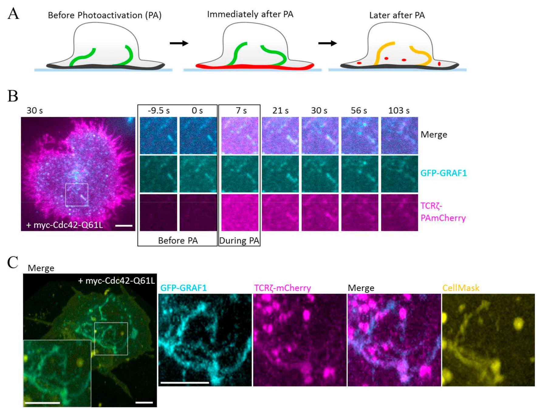 Cells 08 01388 g003 Cells 08 01388 g003