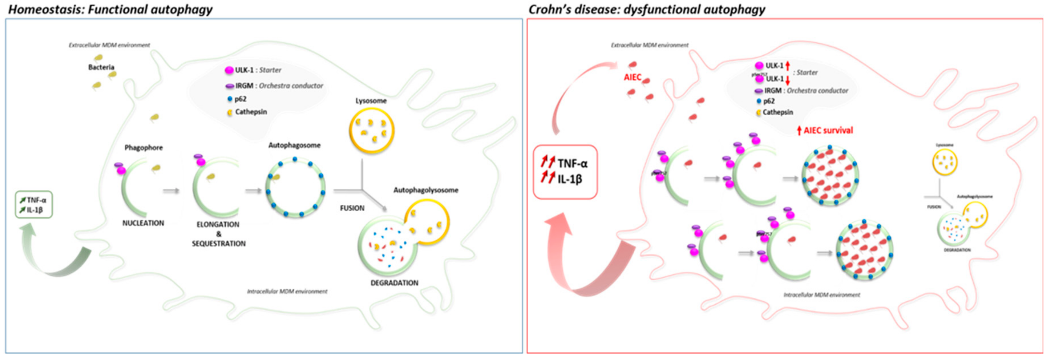 Cells 08 01394 g006 Cells 08 01394 g006