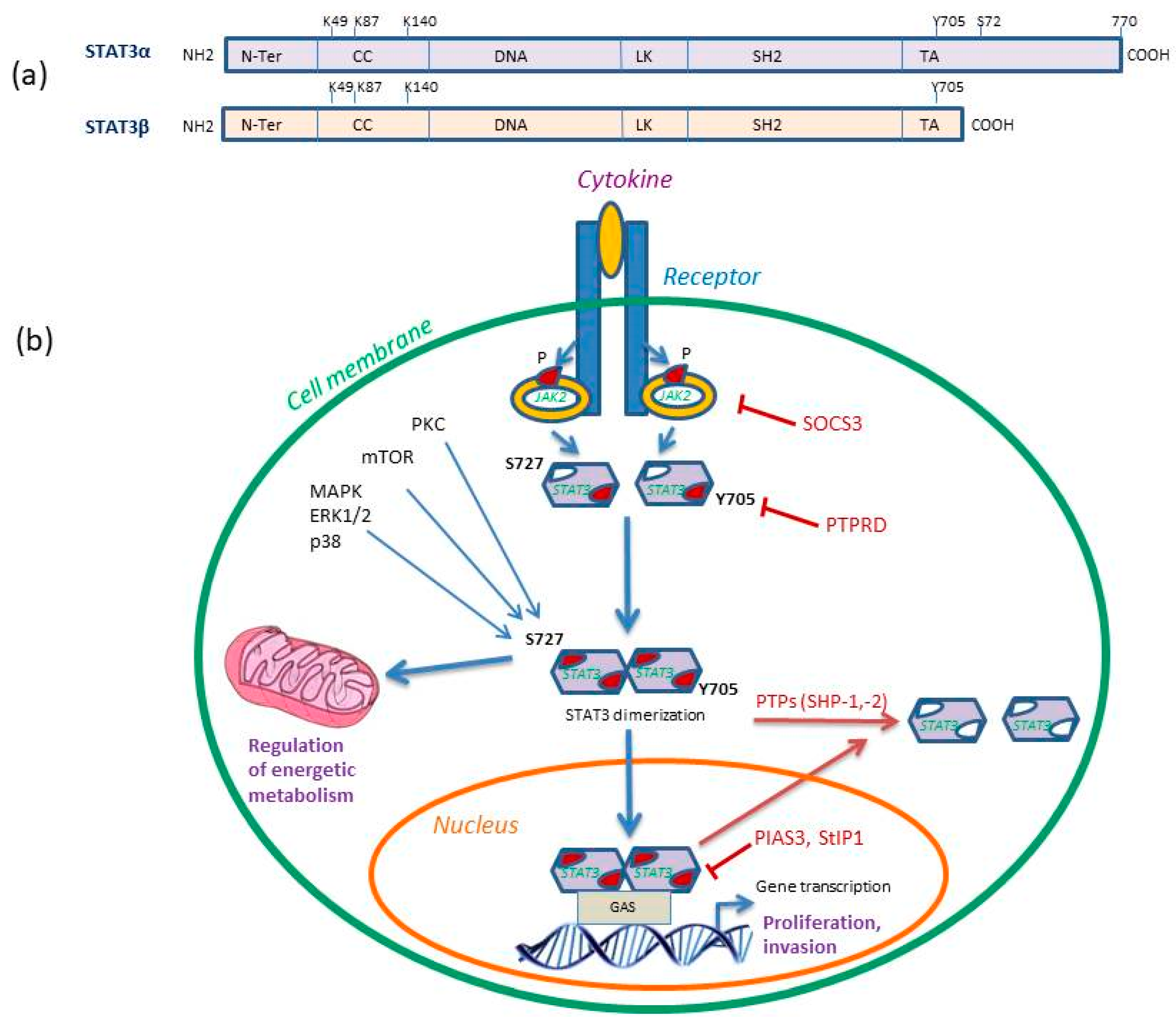 Cells 08 01398 g001 Cells 08 01398 g001