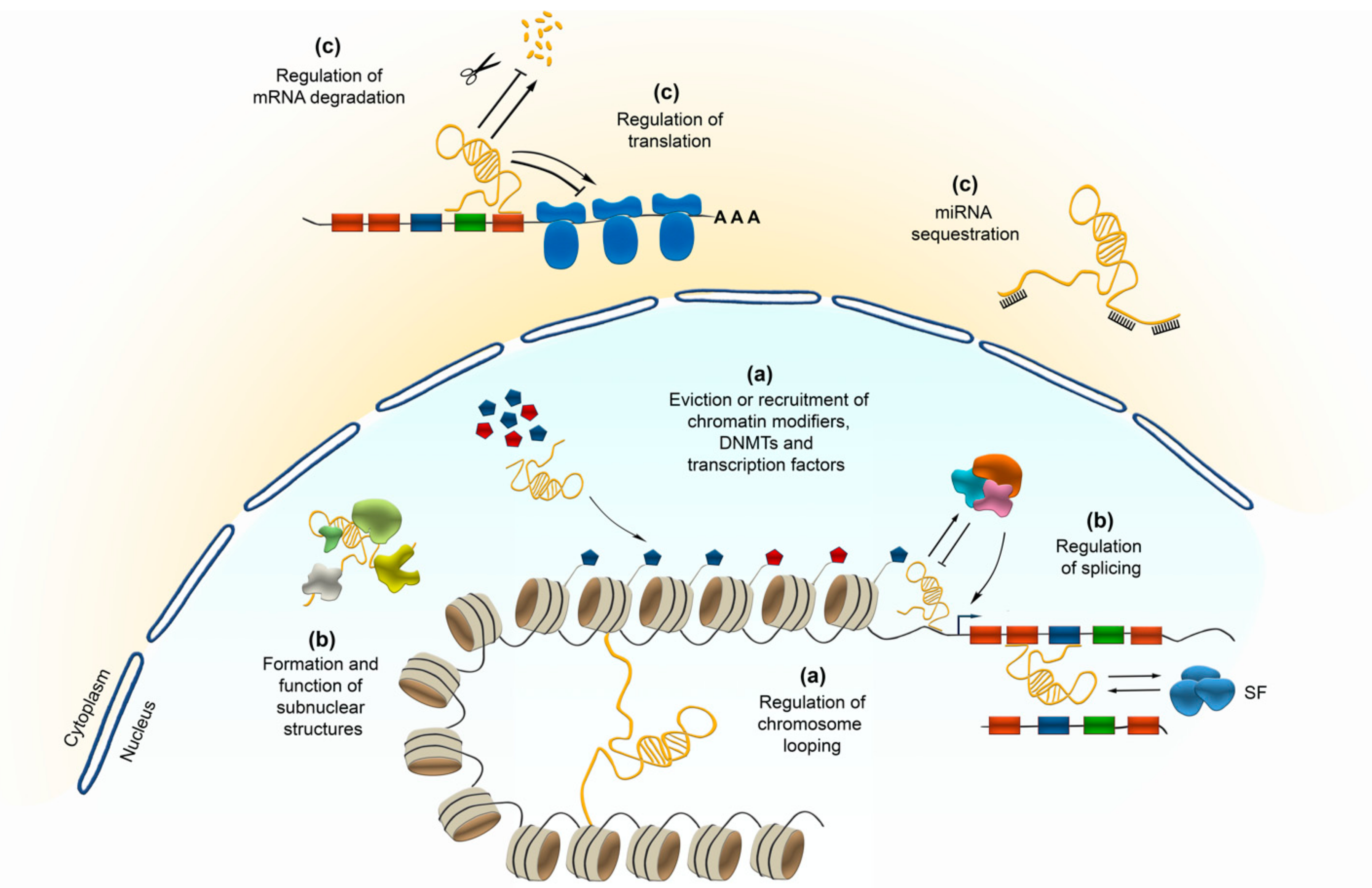 Cells | Free Full-Text | Emerging Roles of Long Non-Coding RNAs as ...