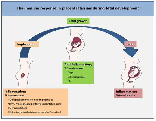 Cells Free Full Text Perinatal Mesenchymal Stromal Cells And Their Possible Contribution To Fetal Maternal Tolerance Html