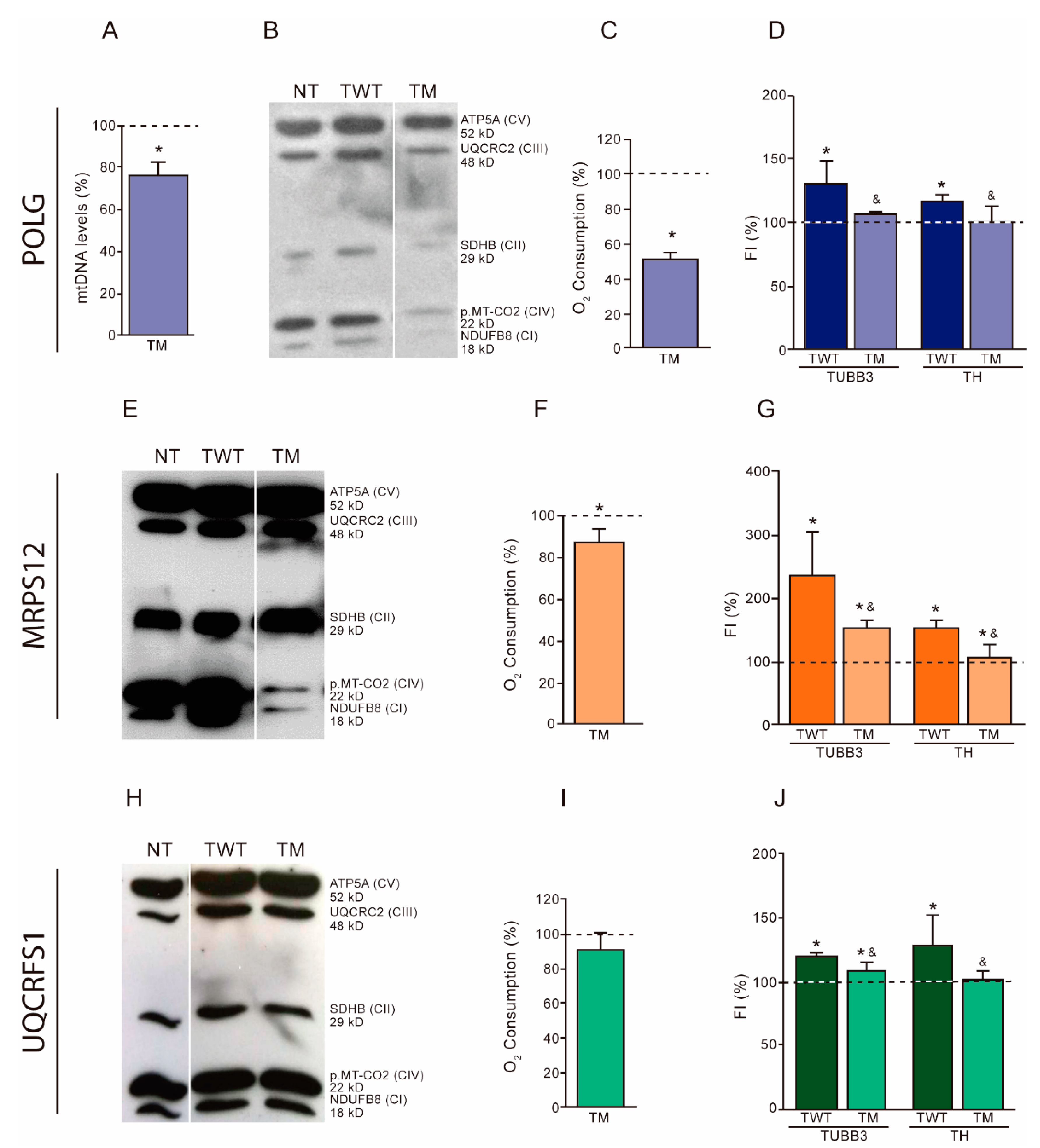 Cells 08 01407 g001