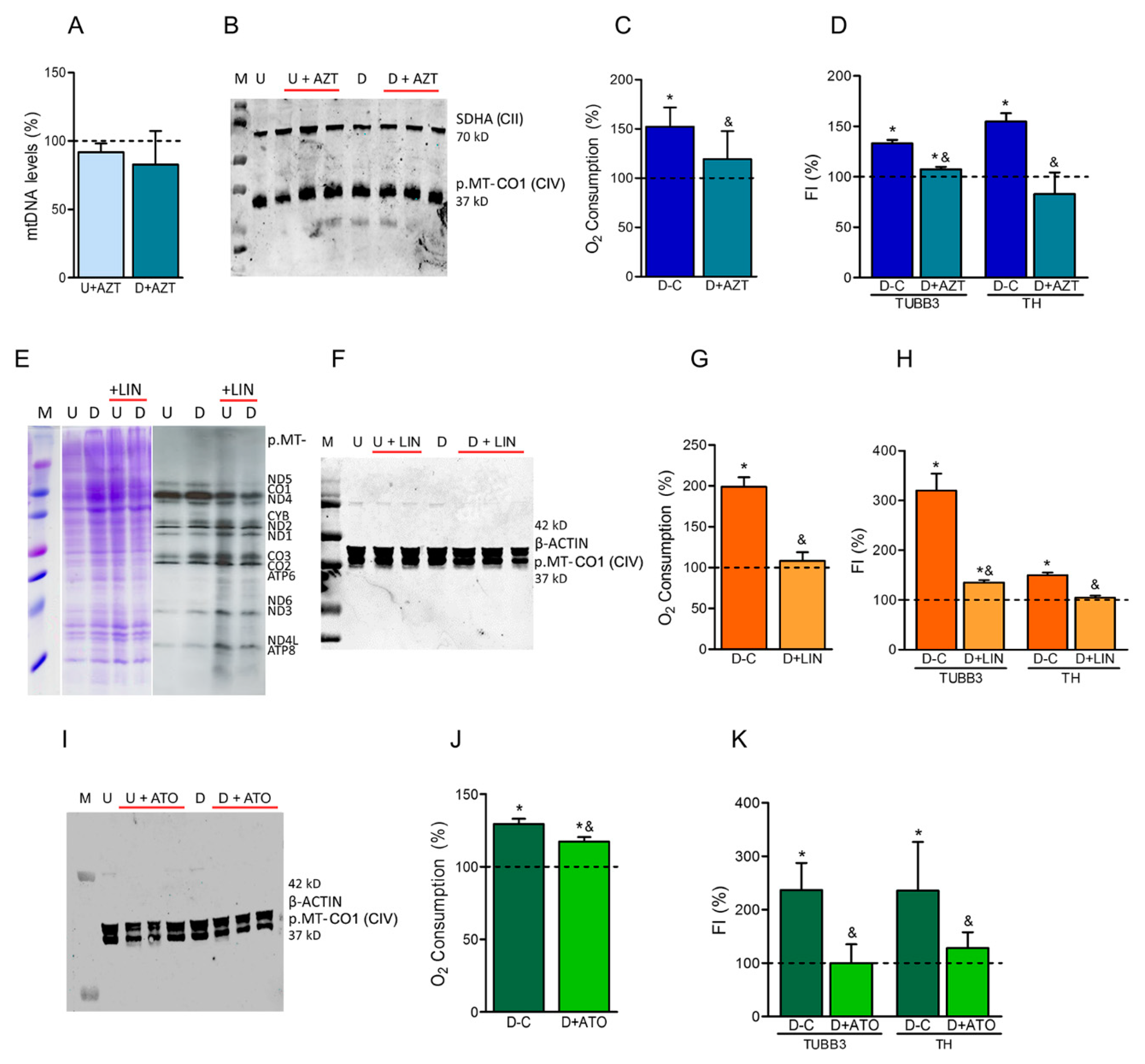 Cells 08 01407 g002