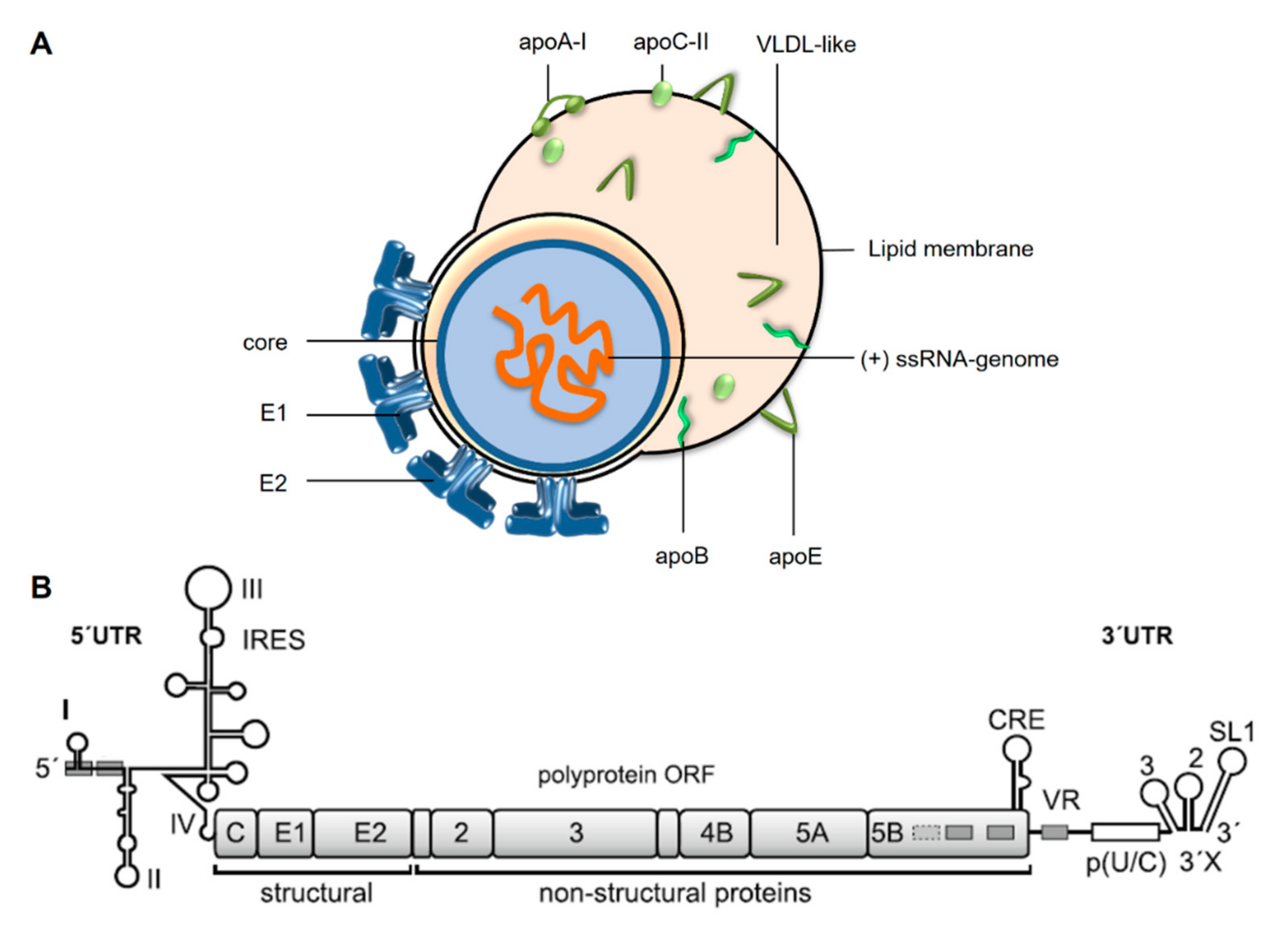 Cells Free Full Text Hepatitis C Virus Downregulates Core Subunits Of Oxidative Phosphorylation Reminiscent Of The Warburg Effect In Cancer Cells Html