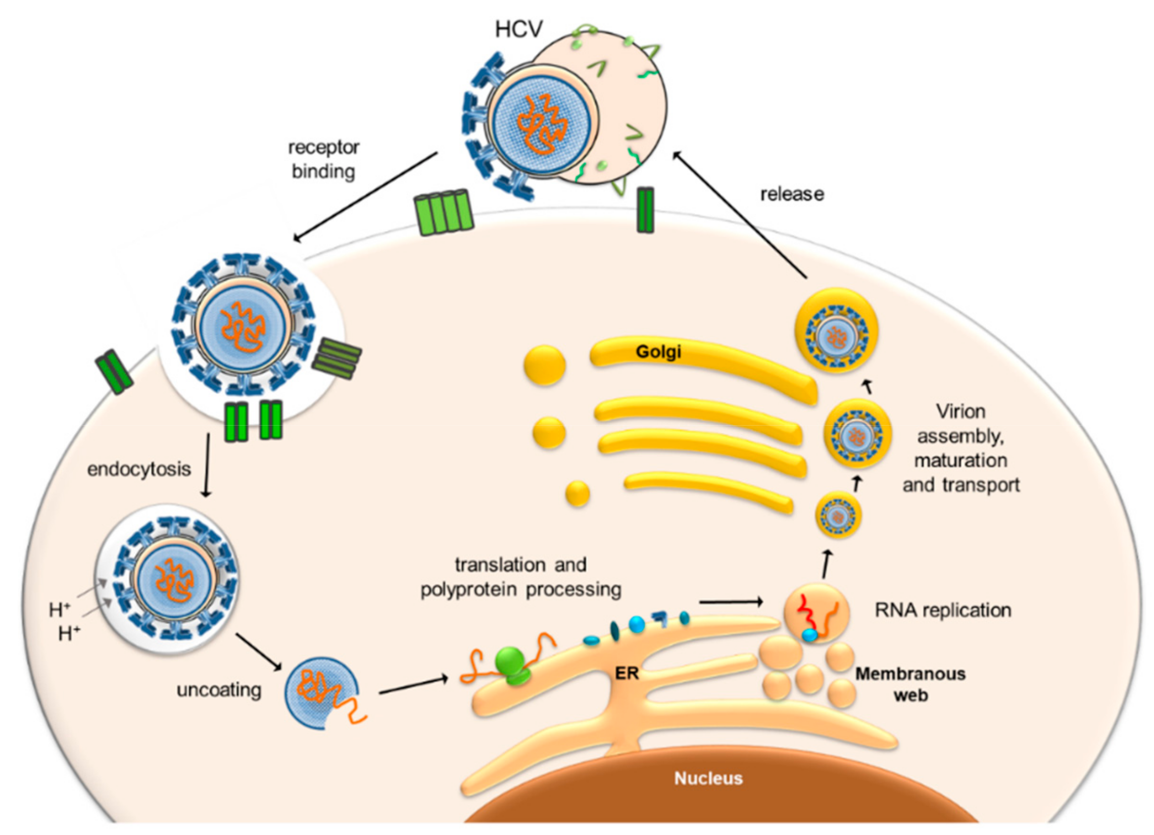 Cells 08 01410 g002 Cells 08 01410 g002