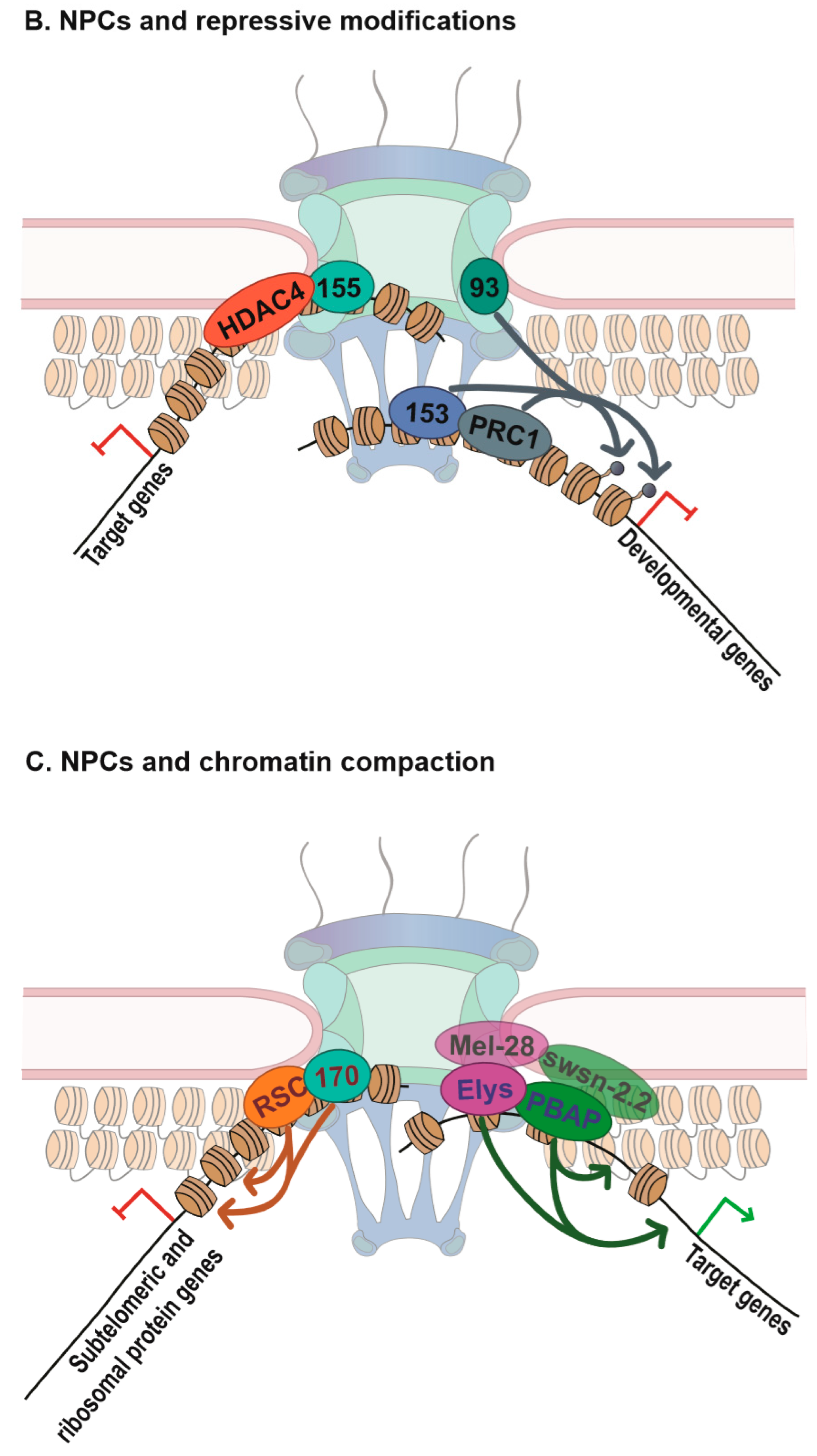 Cells 08 01414 g001b
