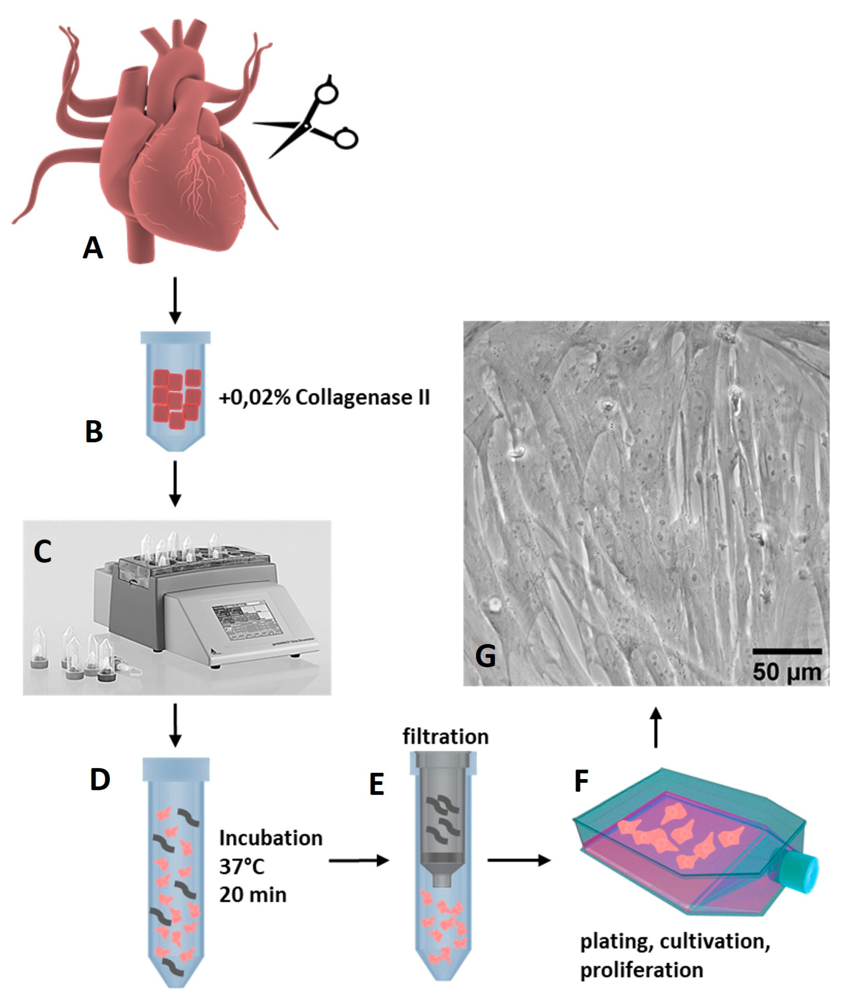 Cells 08 01416 g001
