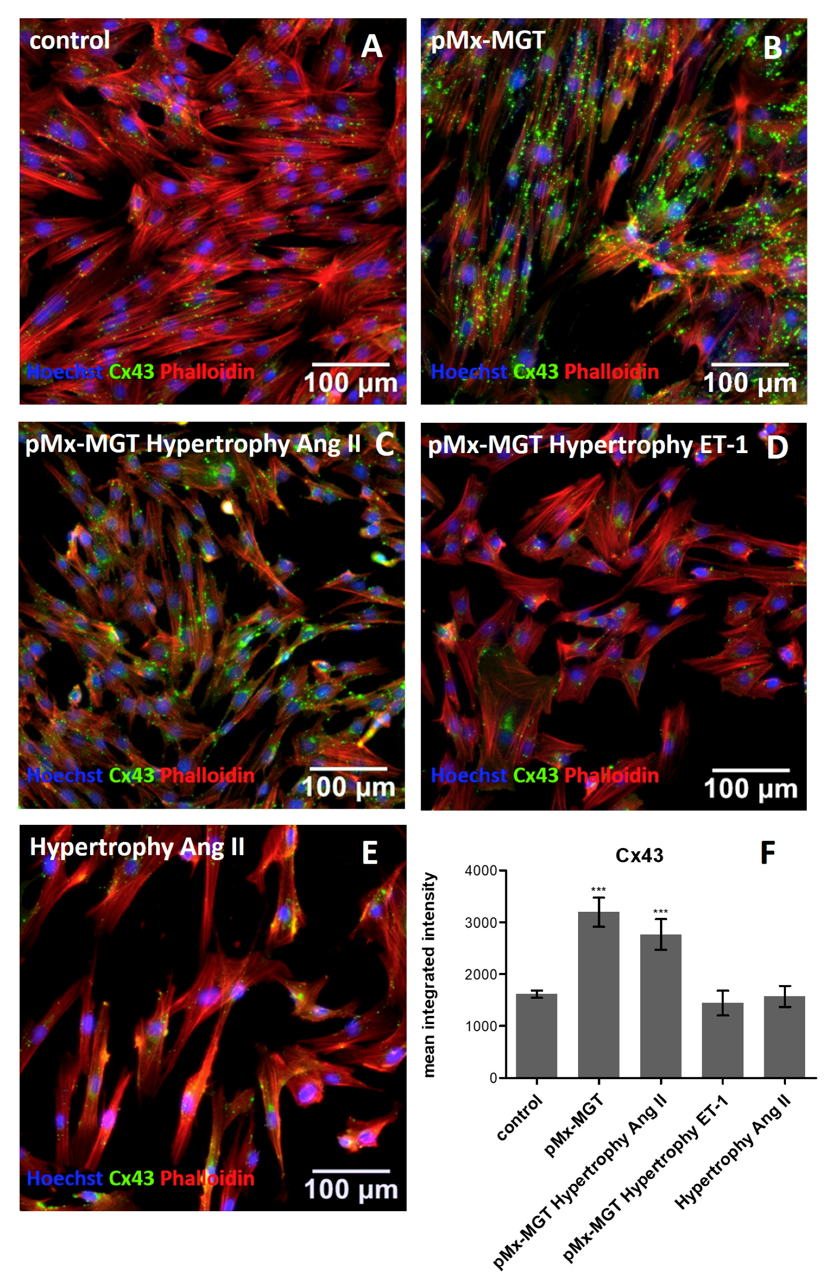 Cells 08 01416 g005