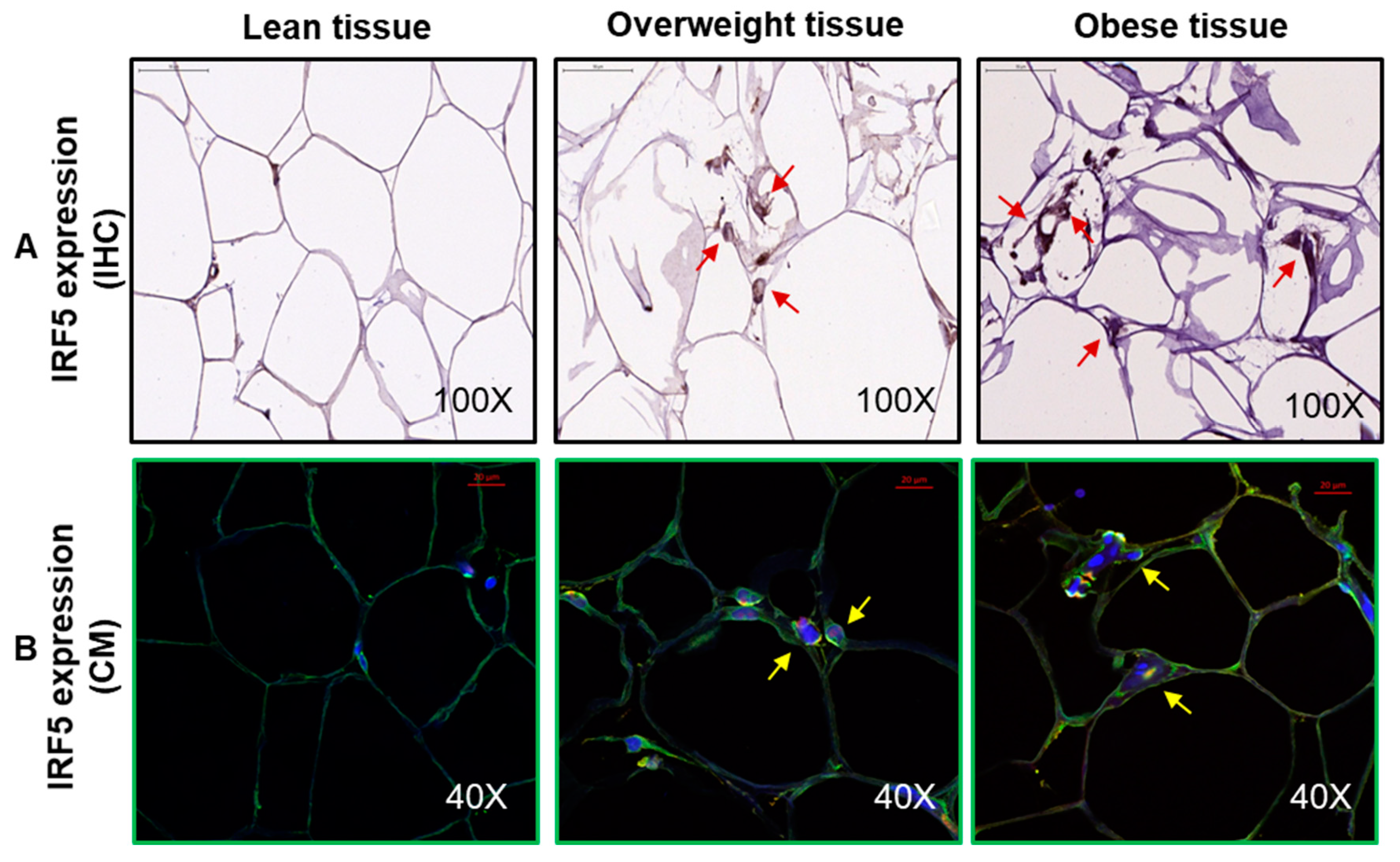 Cells 08 01418 g002 Cells 08 01418 g002