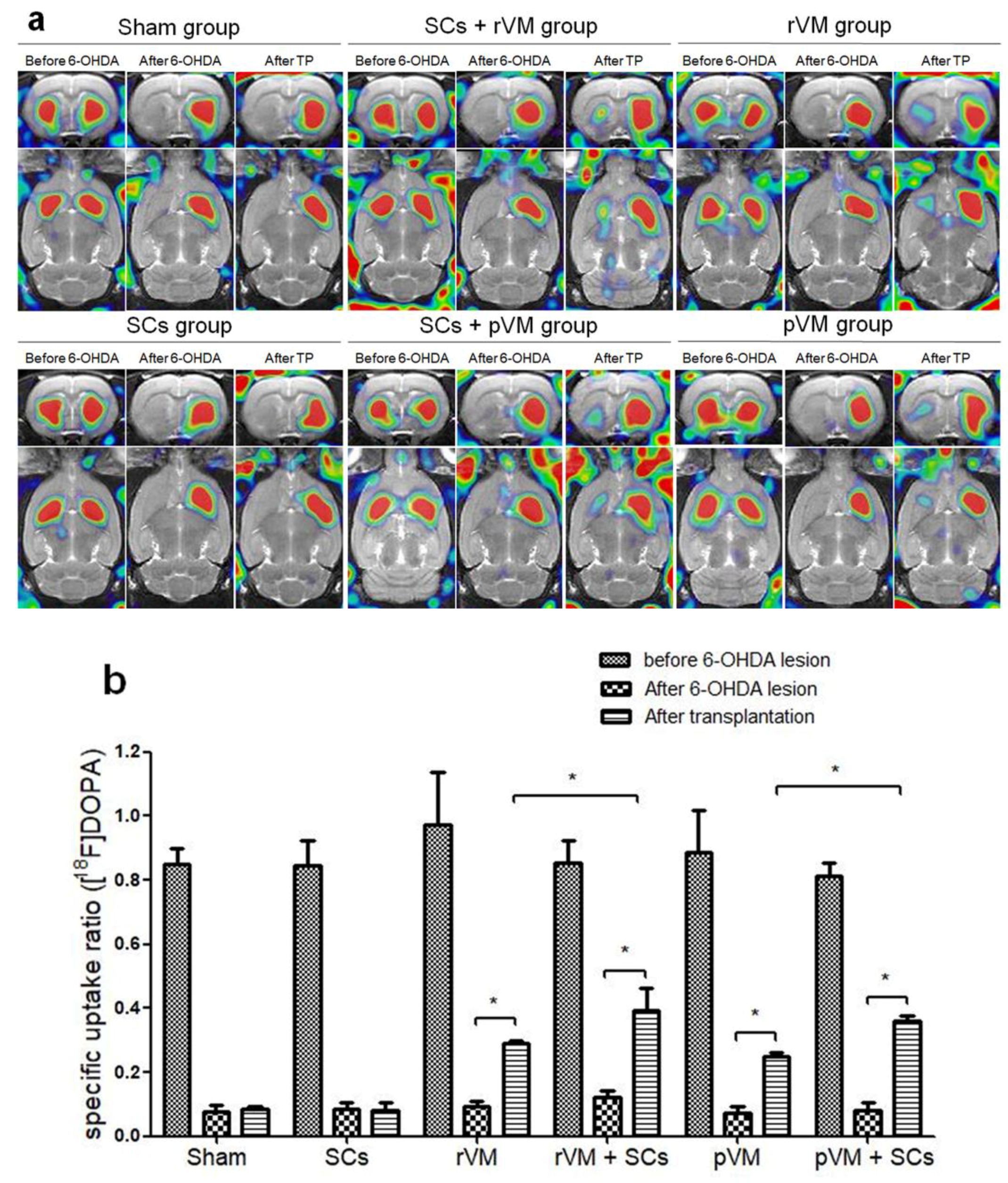 Cells 08 01420 g004 Cells 08 01420 g004