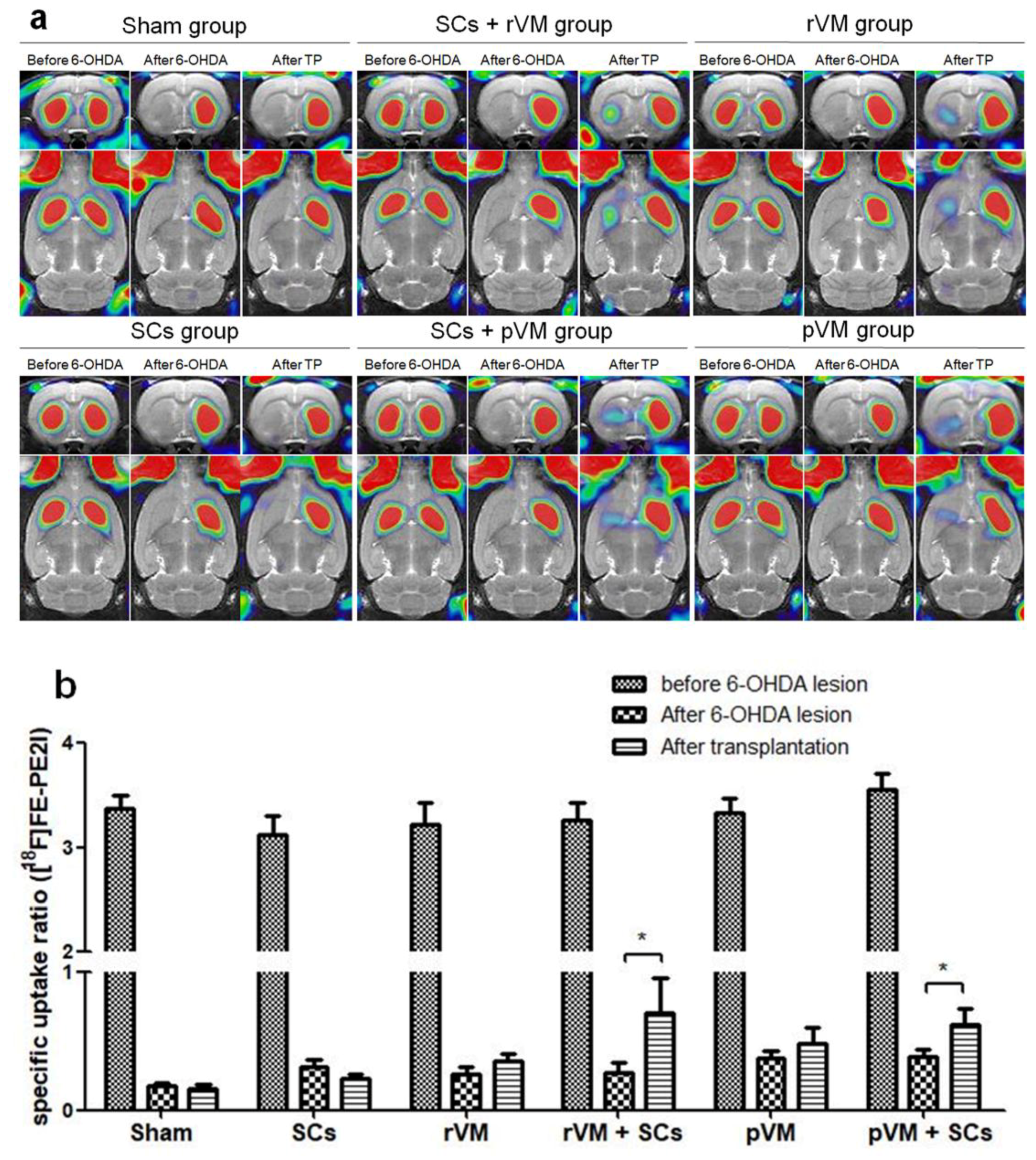 Cells 08 01420 g005 Cells 08 01420 g005