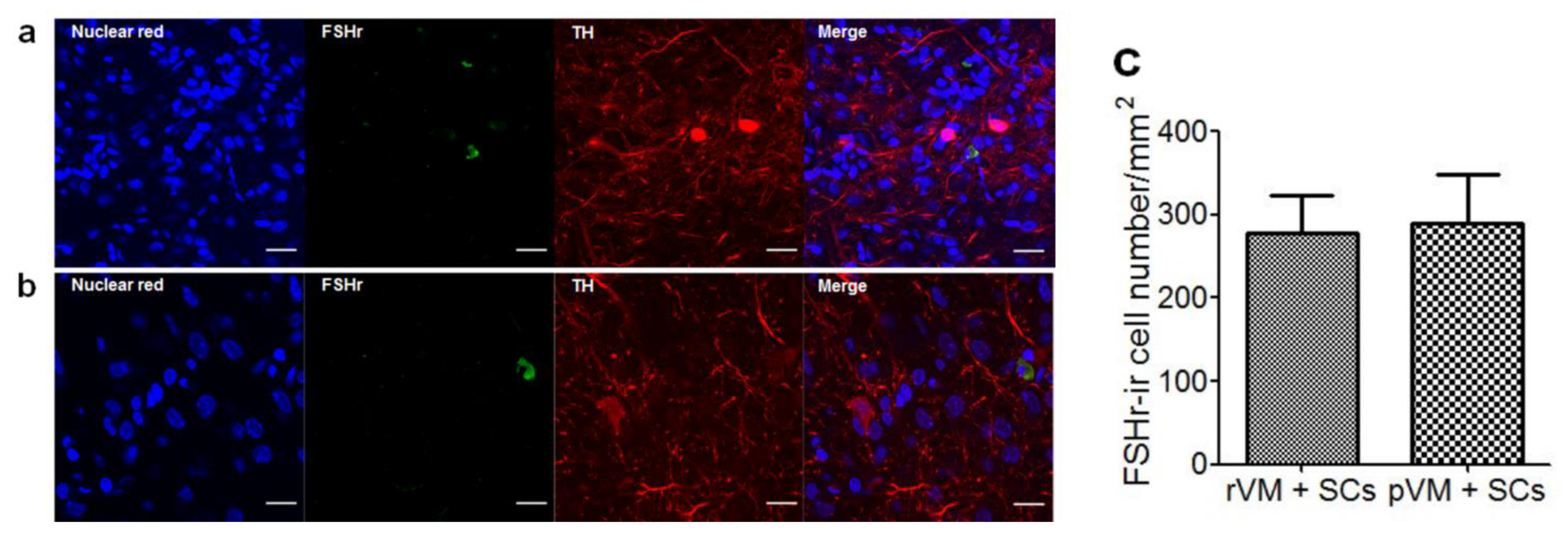 Cells 08 01420 g007 Cells 08 01420 g007