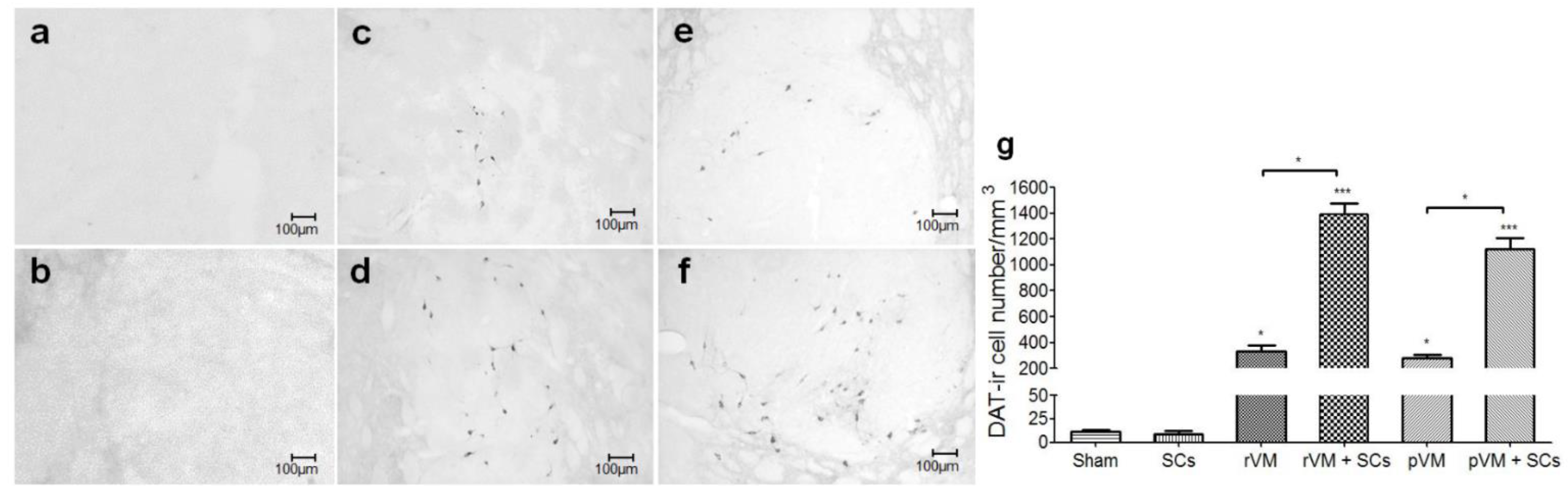 Cells 08 01420 g008 Cells 08 01420 g008