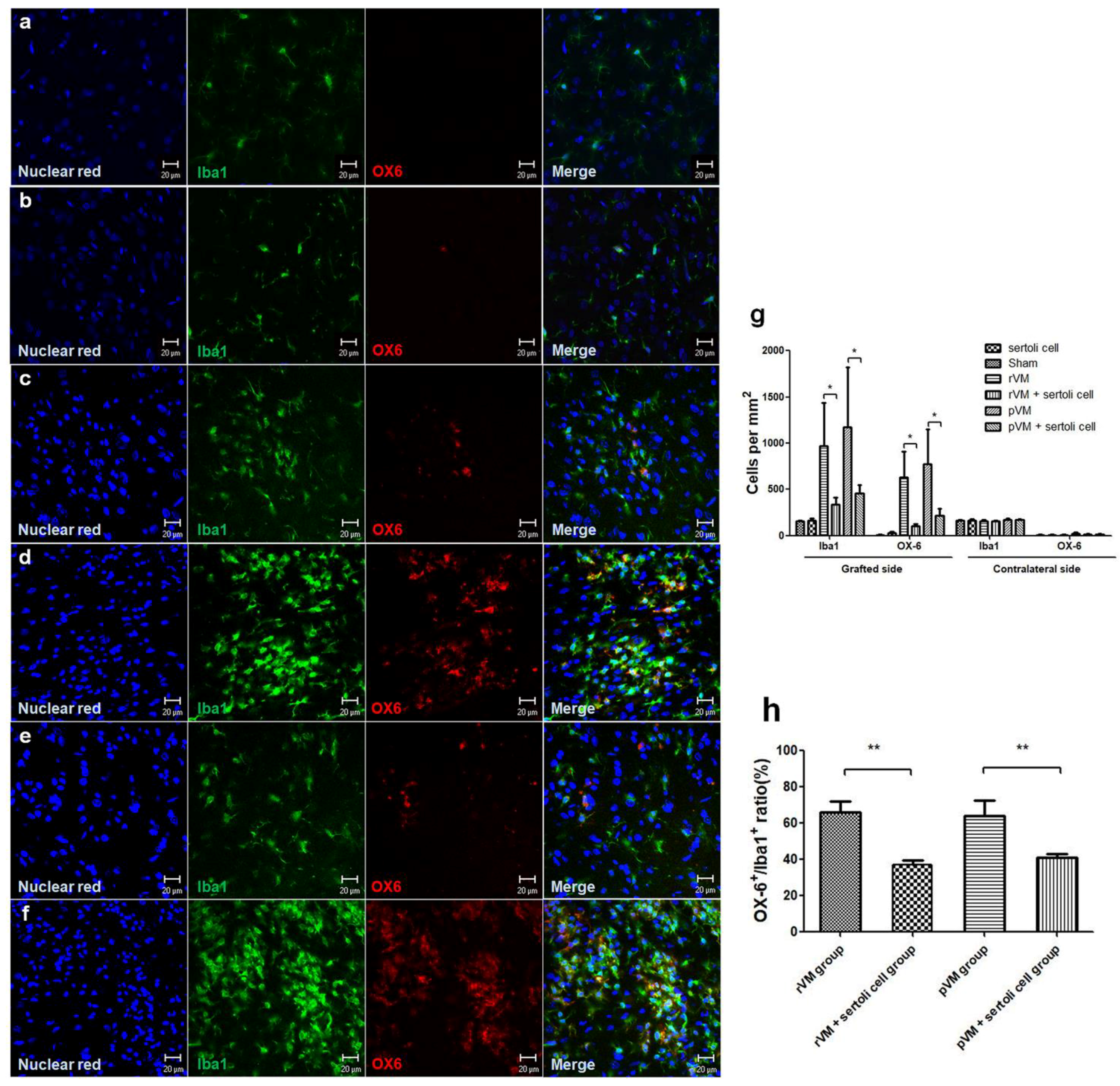 Cells 08 01420 g009 Cells 08 01420 g009