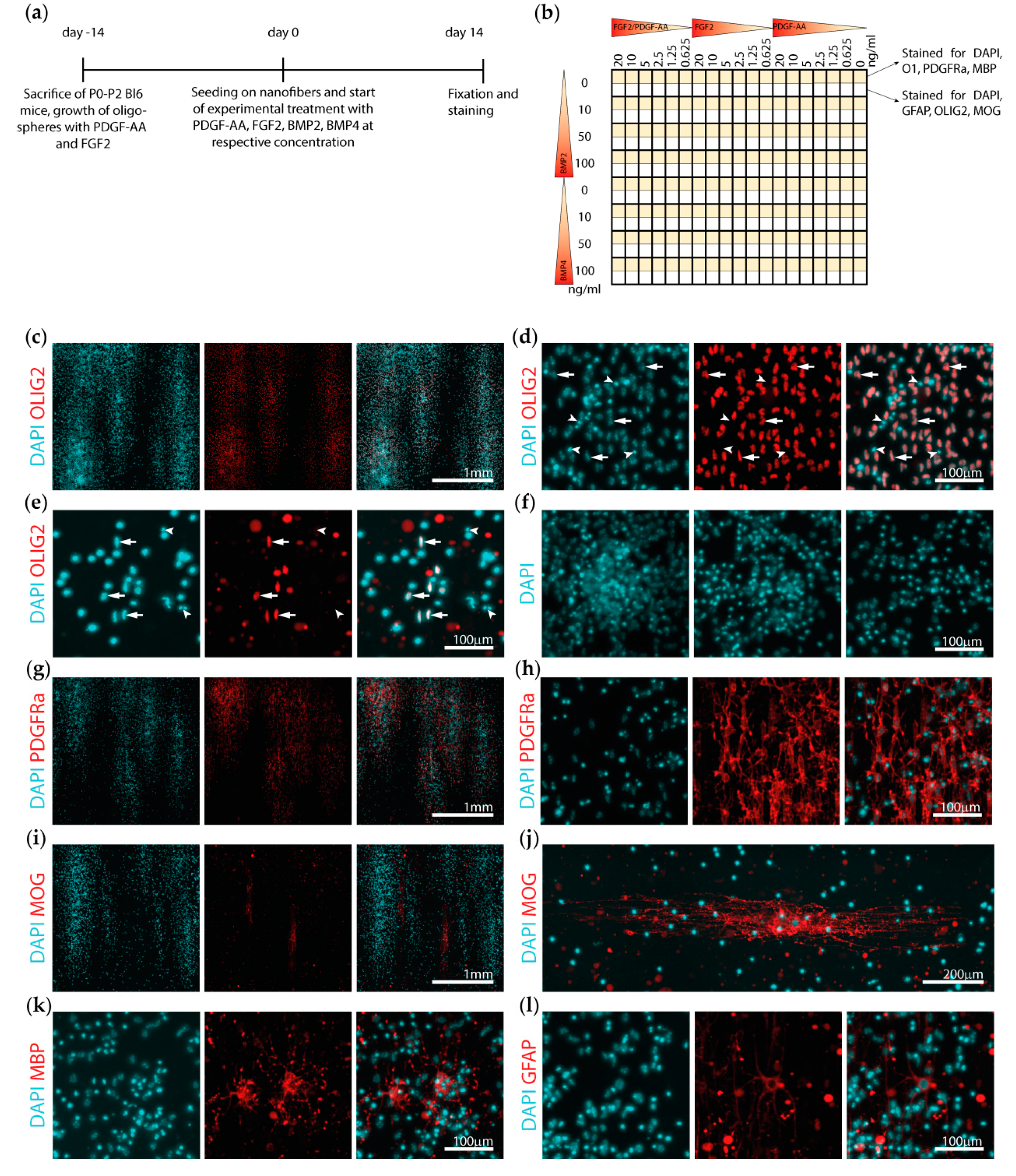 Cells Free Full-Text Combinatory Multifactor Treatment Effects on Primary Nanofiber Oligodendrocyte Cultures pic