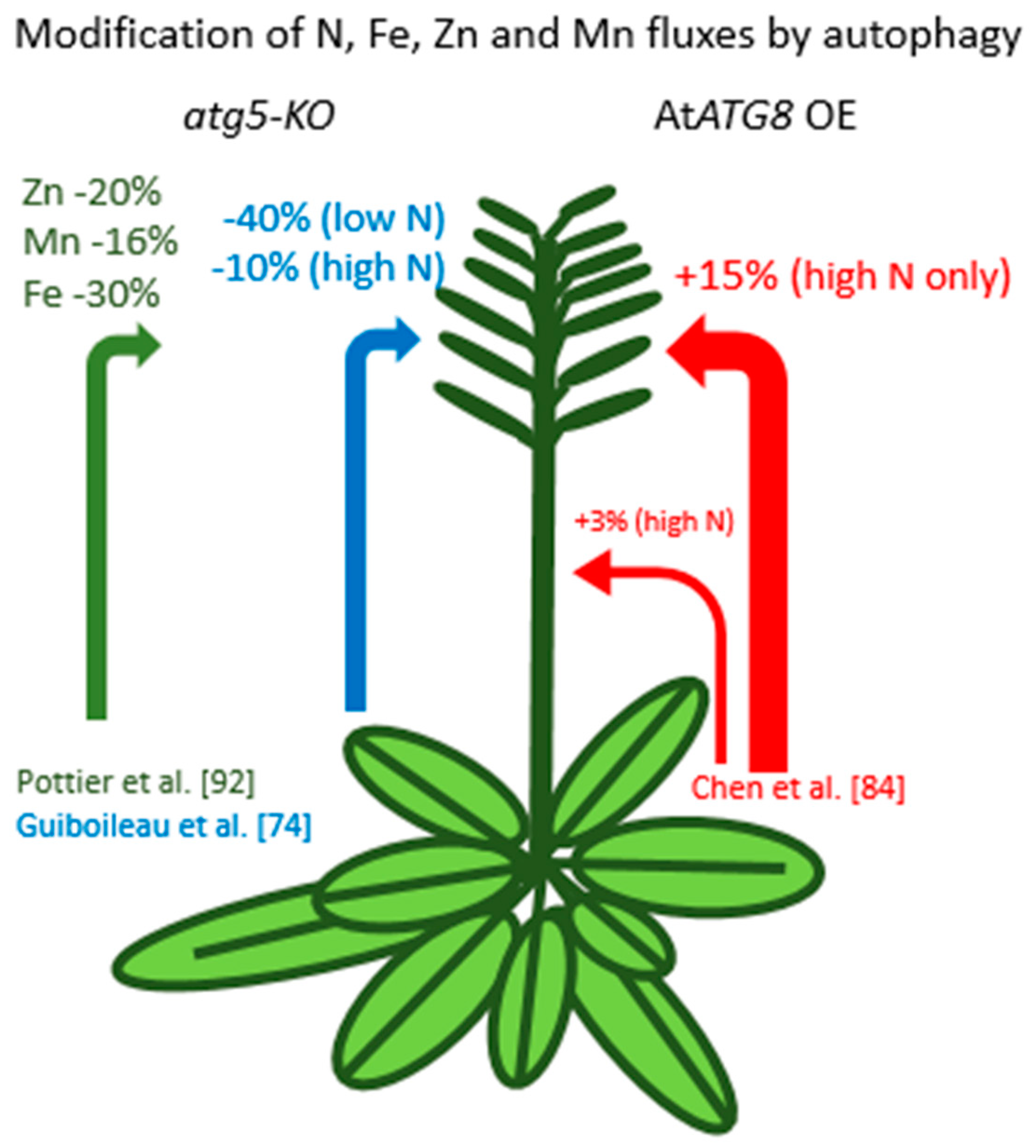 Cells 08 01426 g003 Cells 08 01426 g003