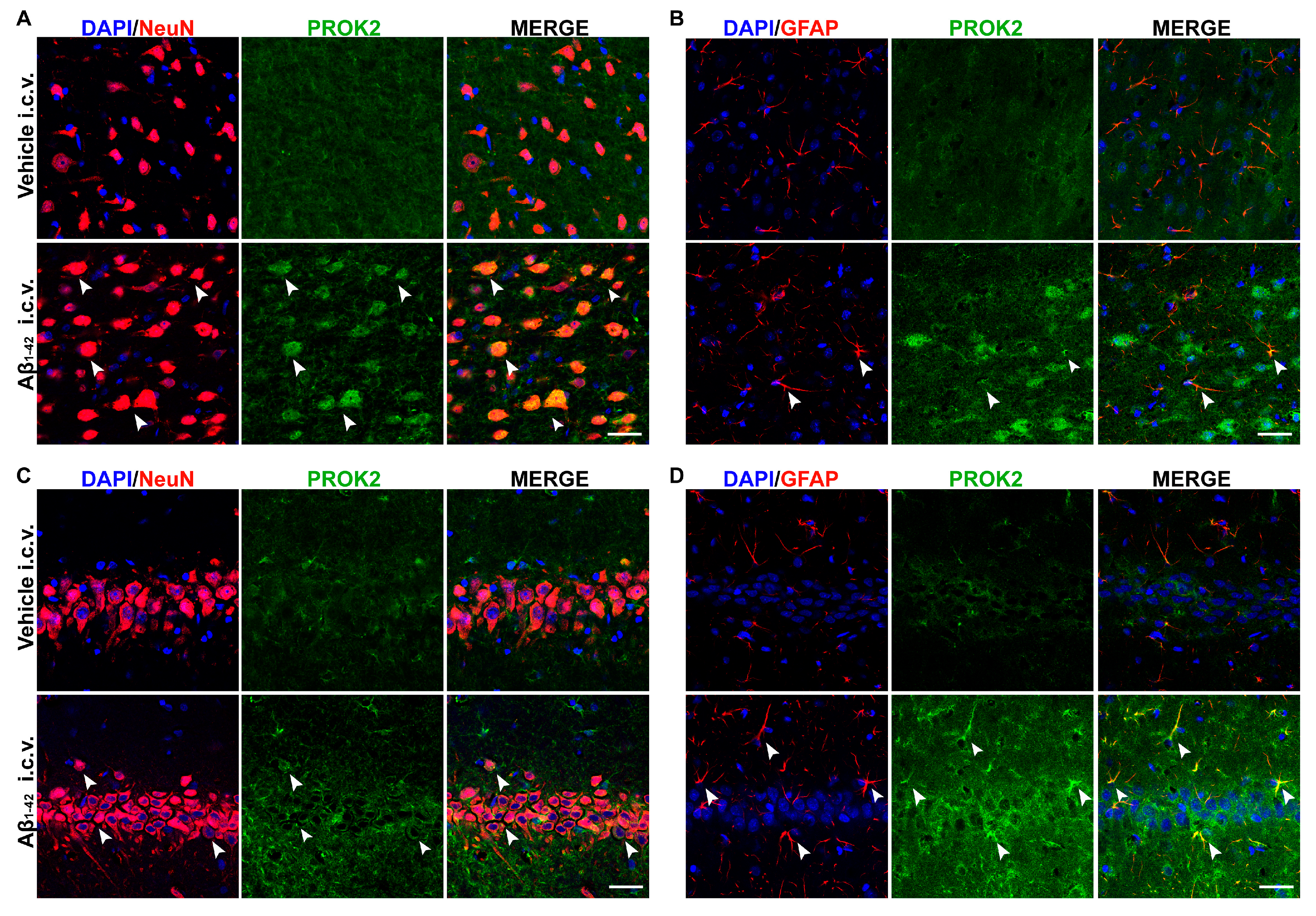 Cells 08 01430 g002 Cells 08 01430 g002