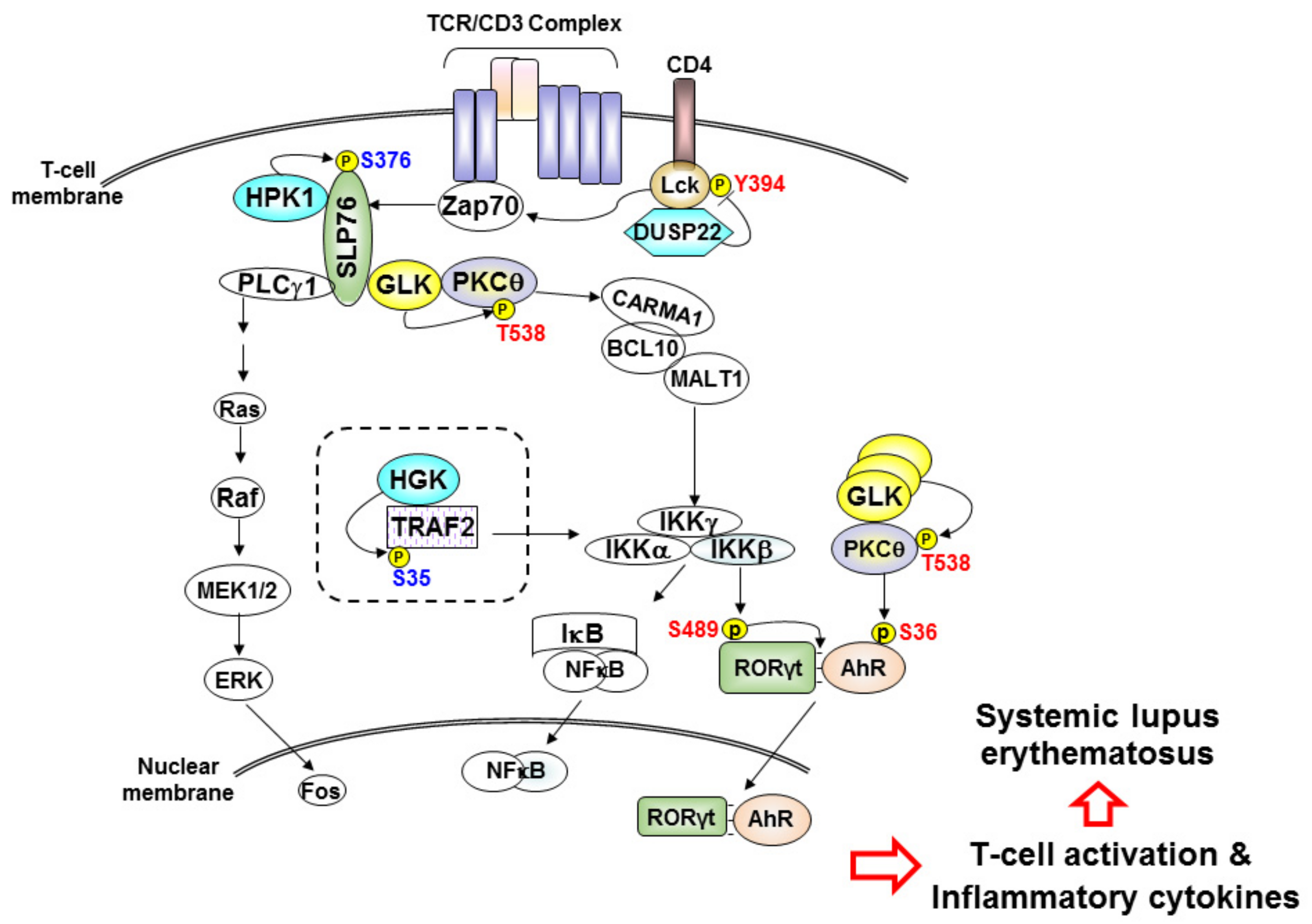 Cells 08 01433 g001 Cells 08 01433 g001
