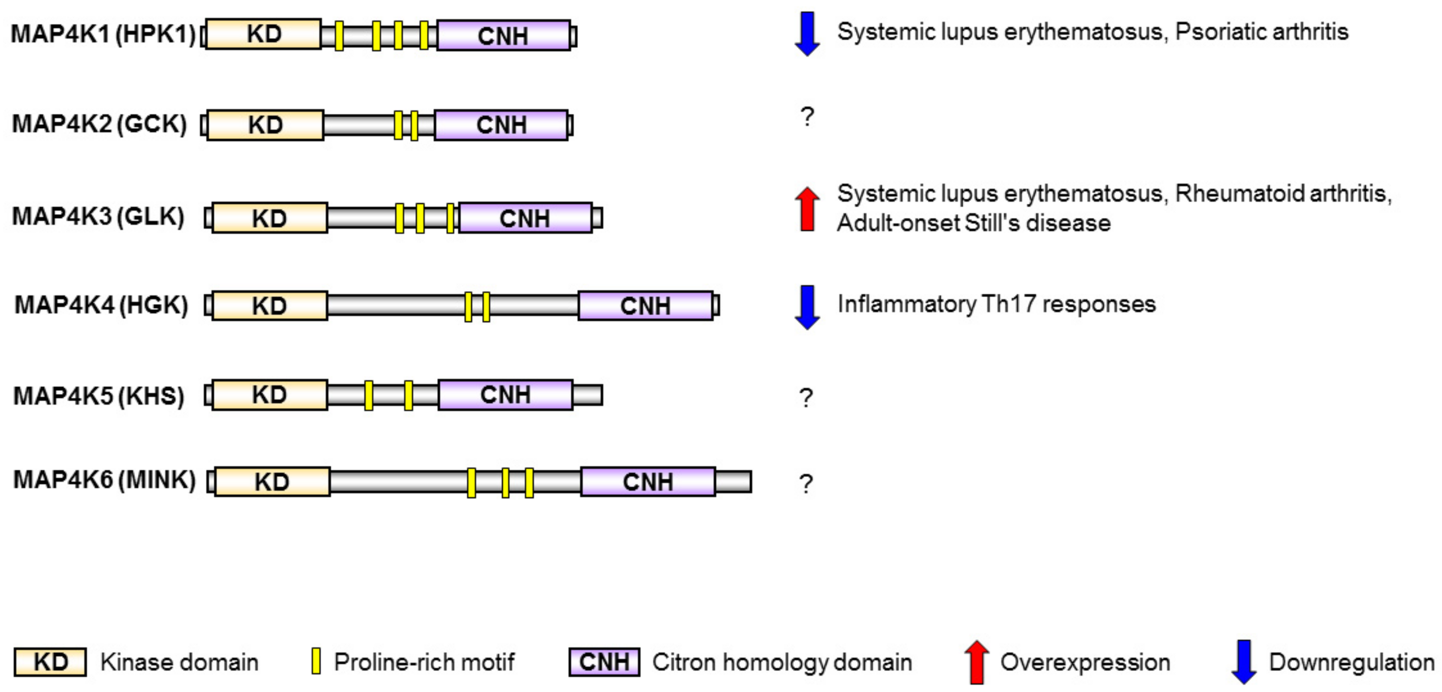 Cells 08 01433 g002 Cells 08 01433 g002