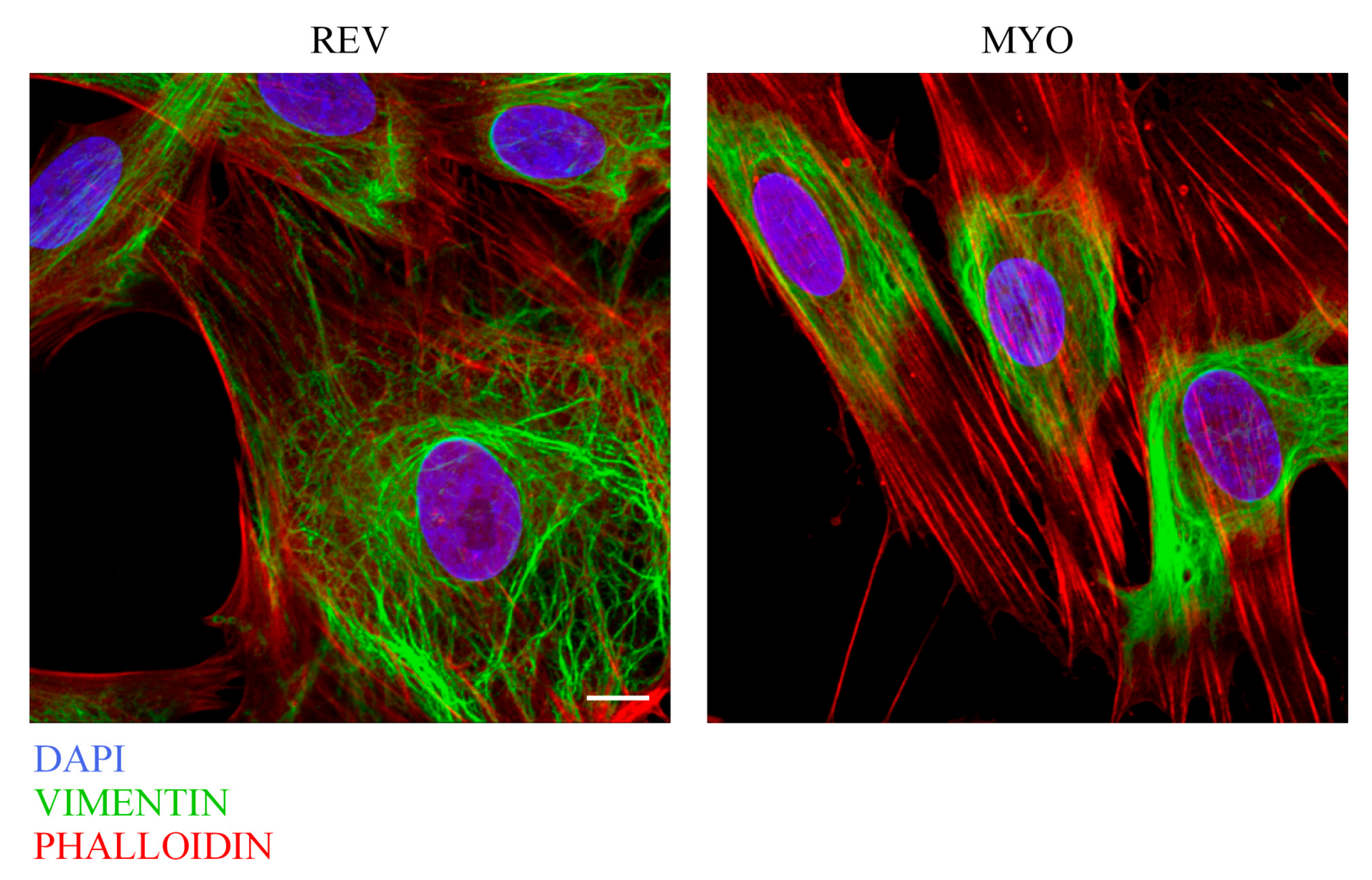 Cells 08 01435 g003 Cells 08 01435 g003