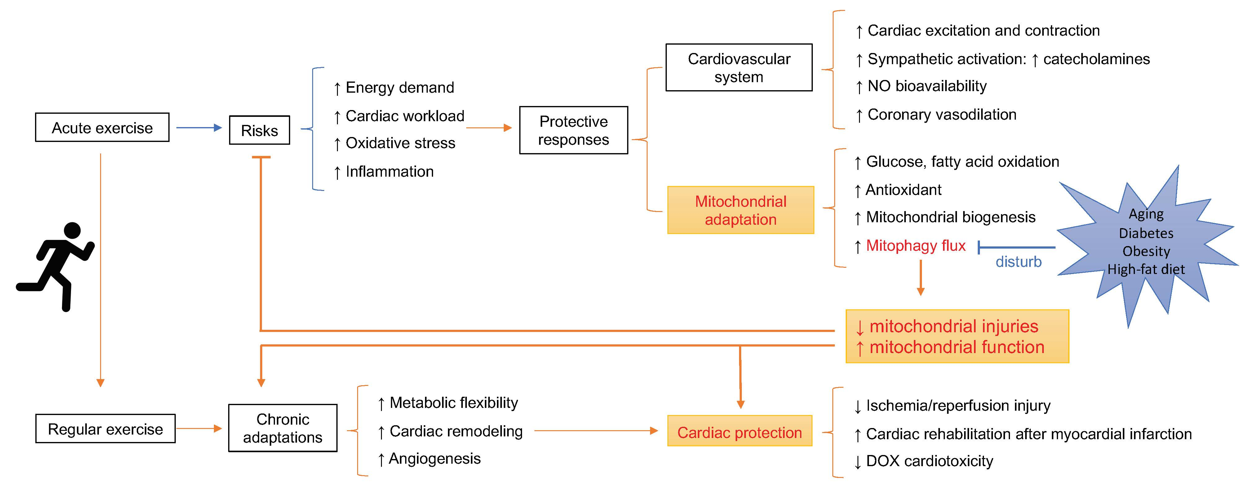 Cells | Full-Text | Physical Exercise and Selective Autophagy: Benefit and on Cardiovascular Health HTML