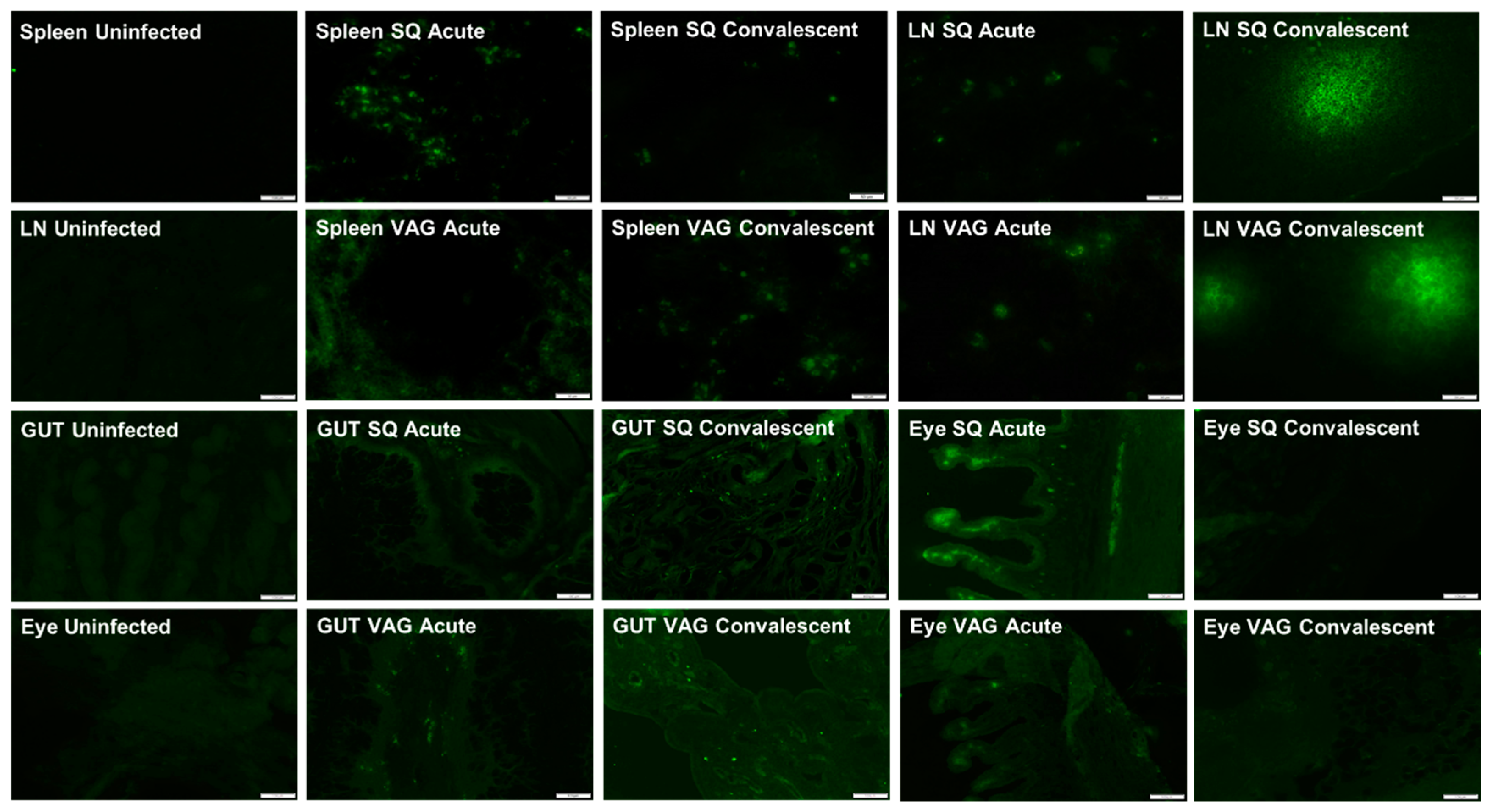 Cells 08 01437 g004 Cells 08 01437 g004