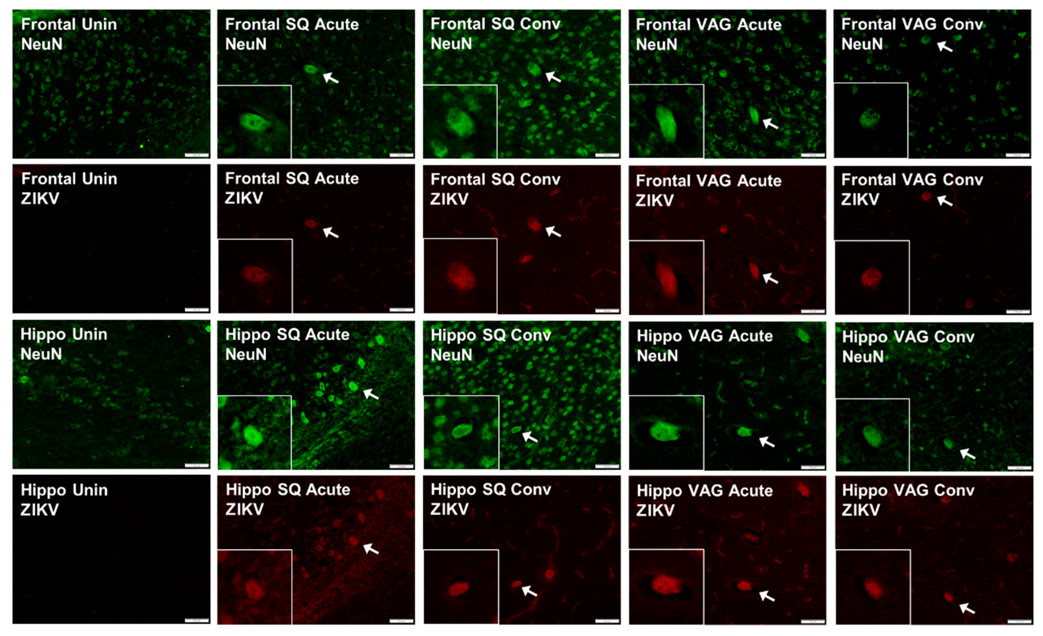 Cells 08 01437 g007 Cells 08 01437 g007
