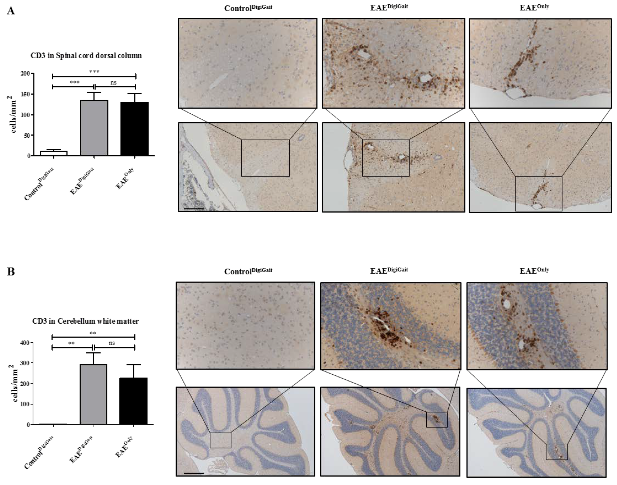 Cells Free Full Text High Speed Ventral Plane Videography As A