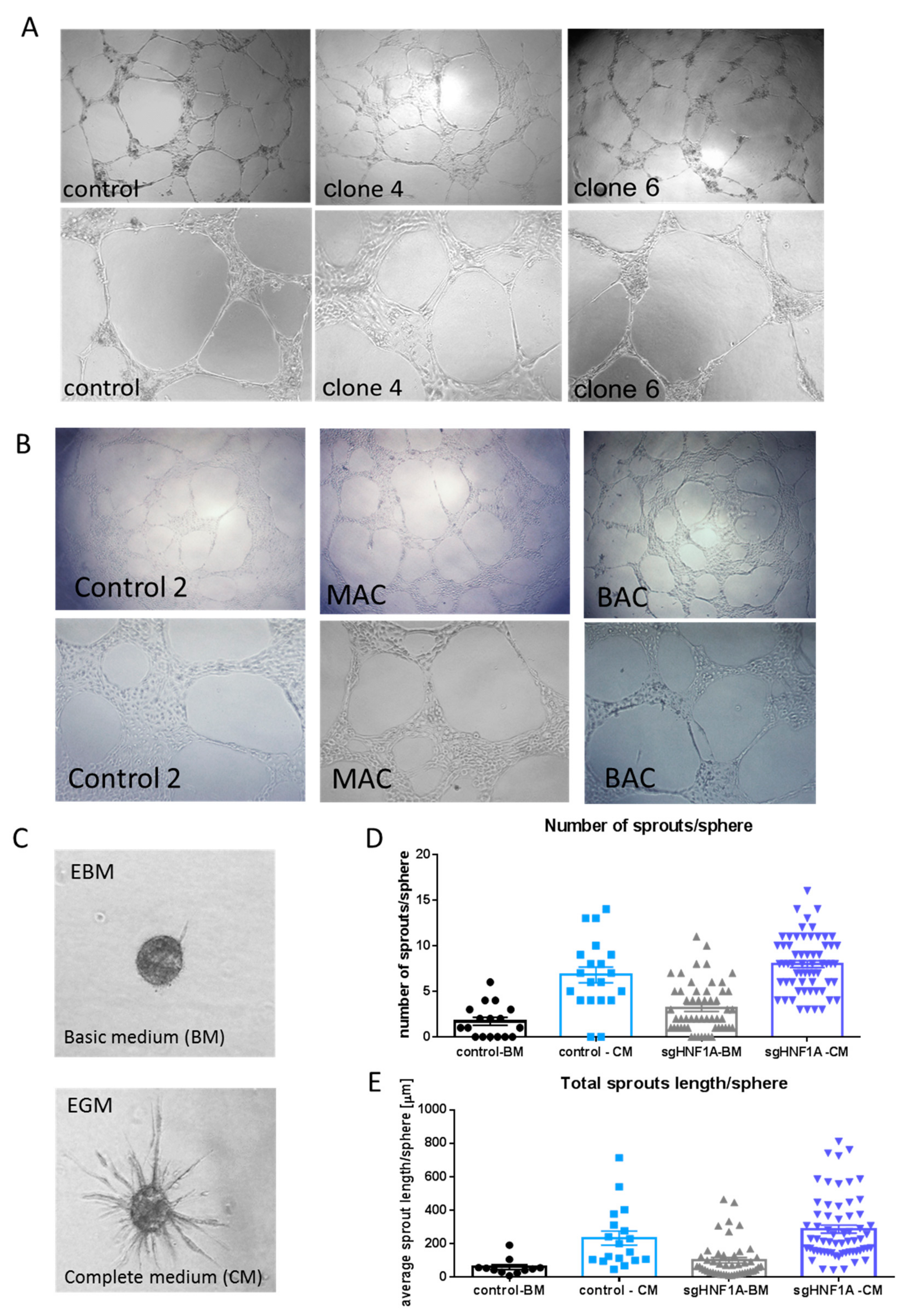 Cells 08 01440 g003 Cells 08 01440 g003
