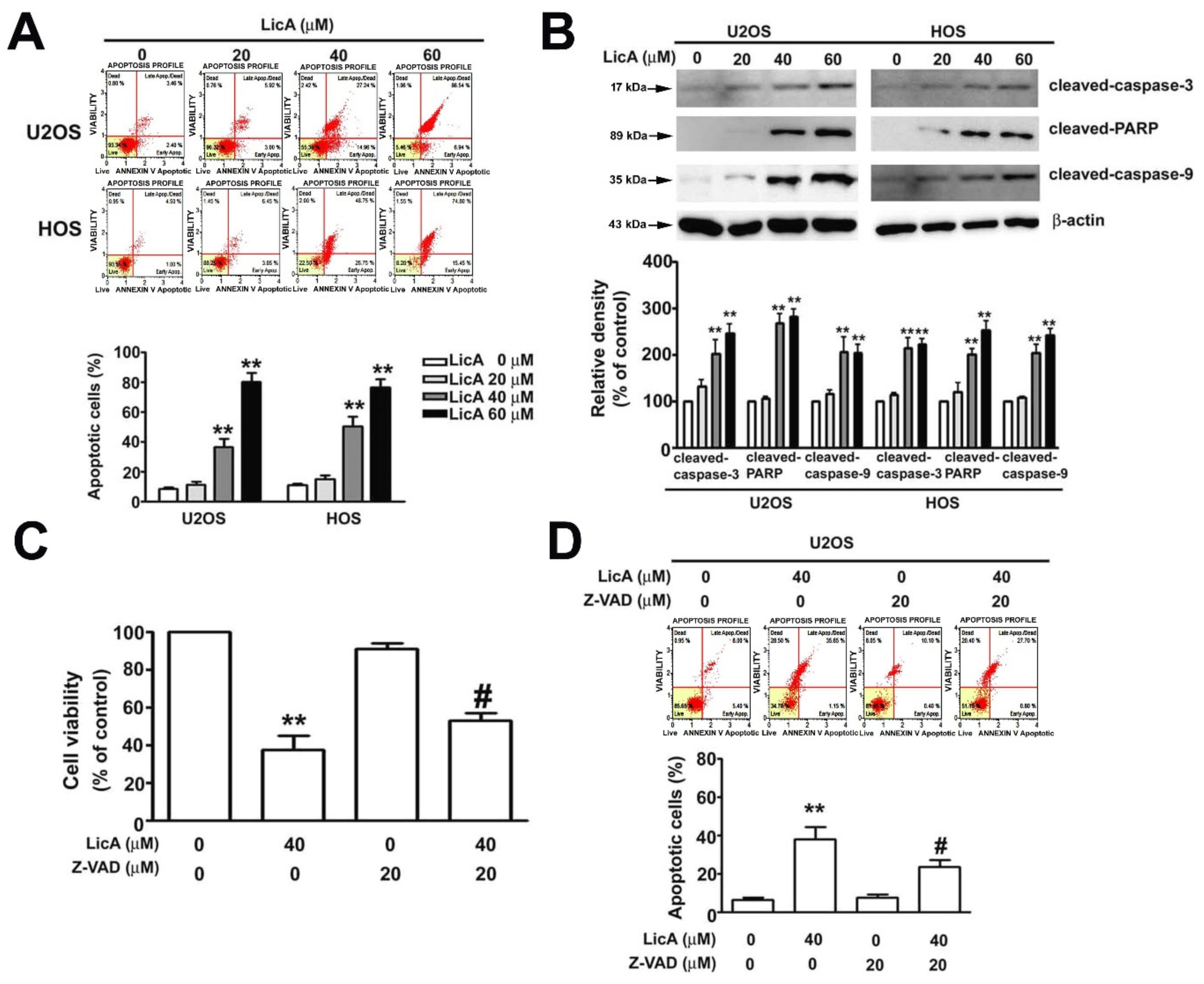 Cells 08 01441 g002 Cells 08 01441 g002