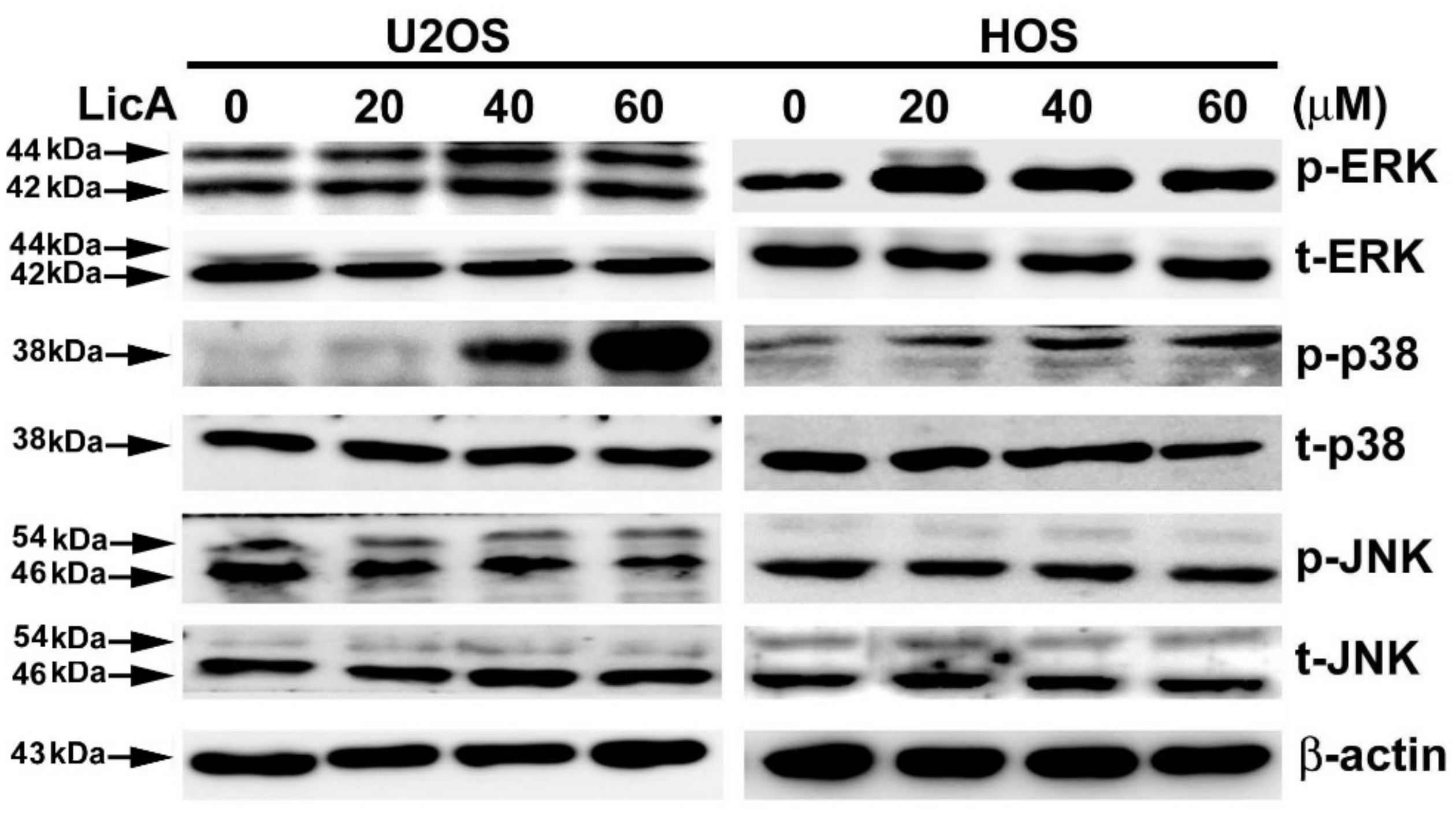 Cells | Free Full-Text | Licochalcone A-Induced Apoptosis Through the