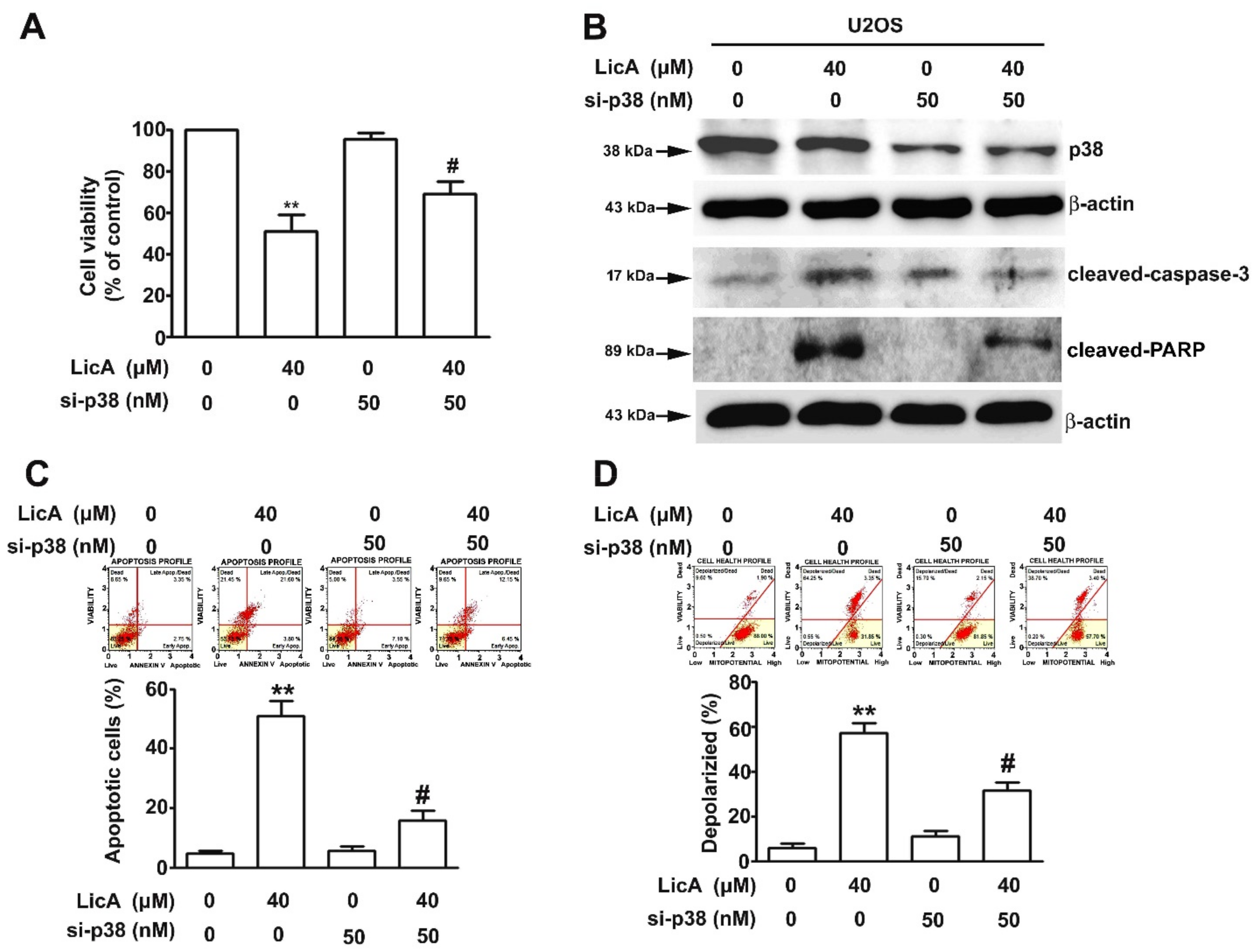 Cells 08 01441 g006 Cells 08 01441 g006