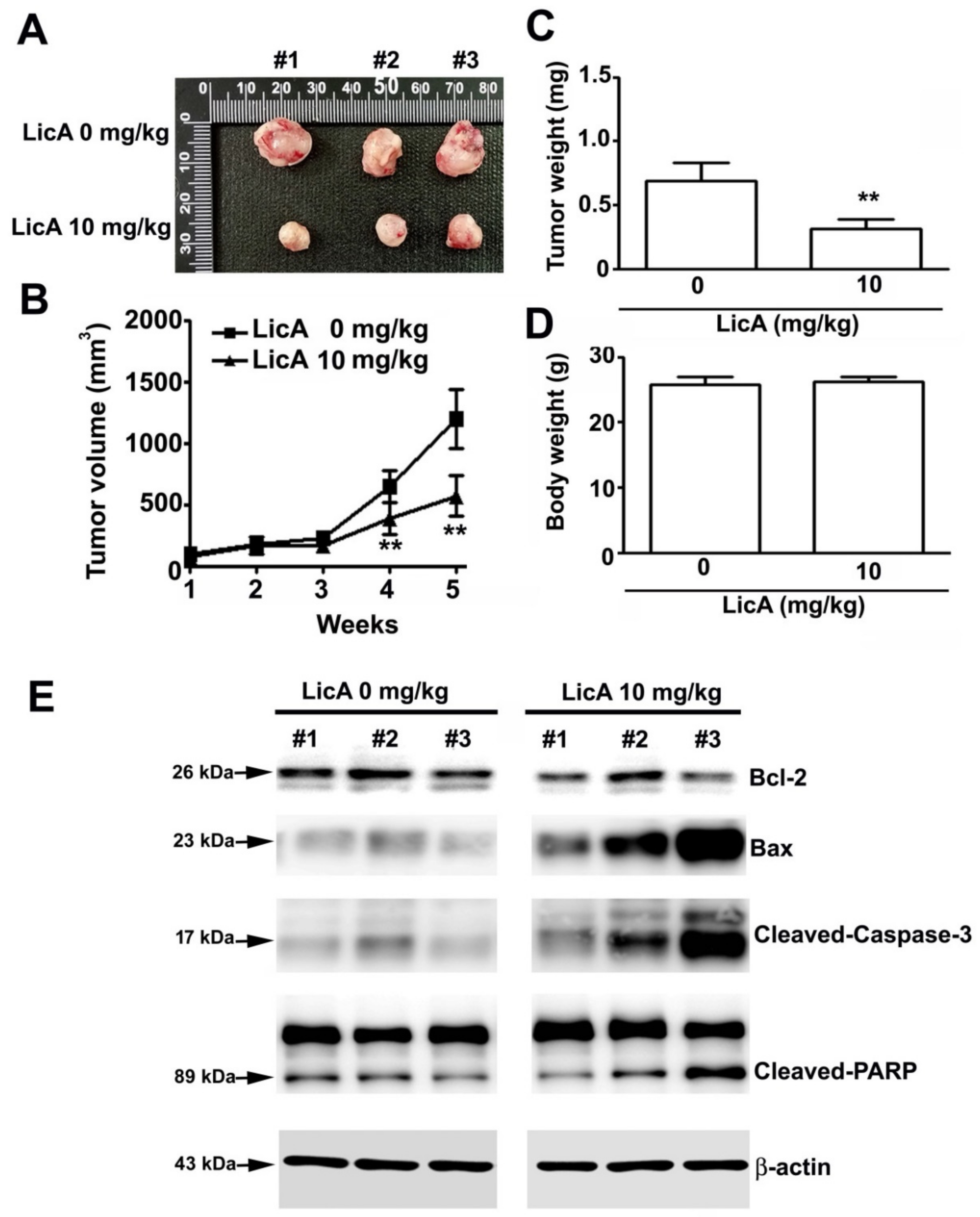 Cells 08 01441 g007 Cells 08 01441 g007
