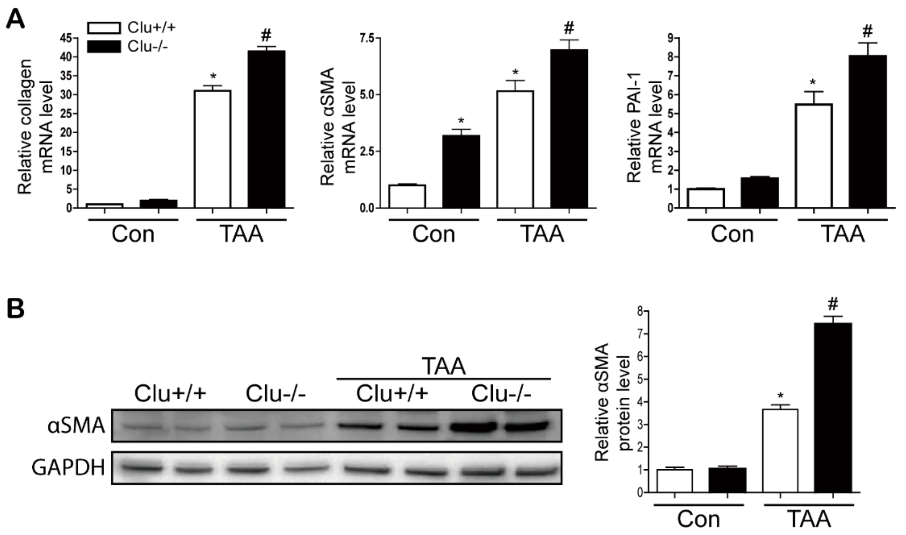 Cells 08 01442 g003 Cells 08 01442 g003