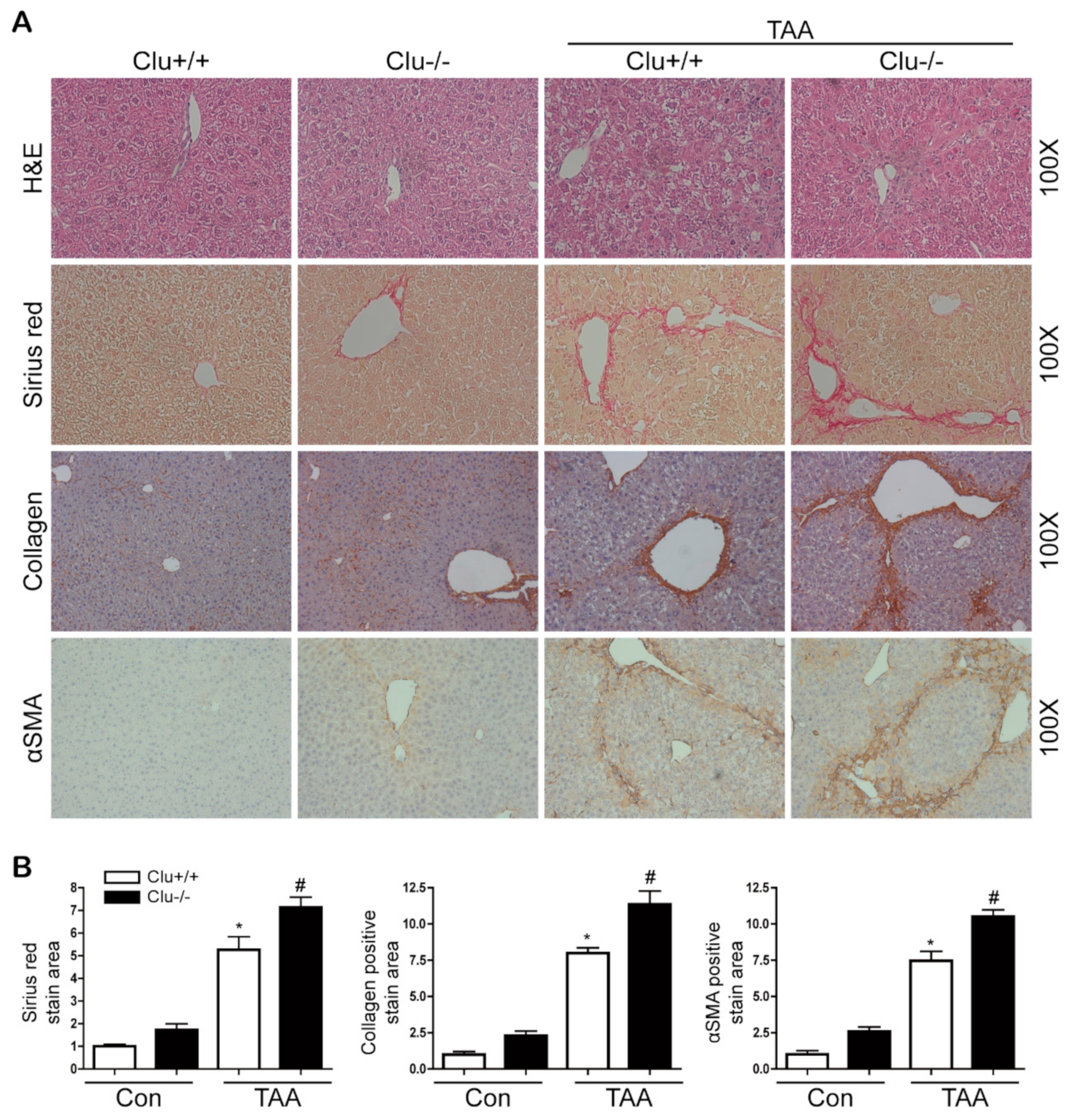 Cells 08 01442 g004 Cells 08 01442 g004