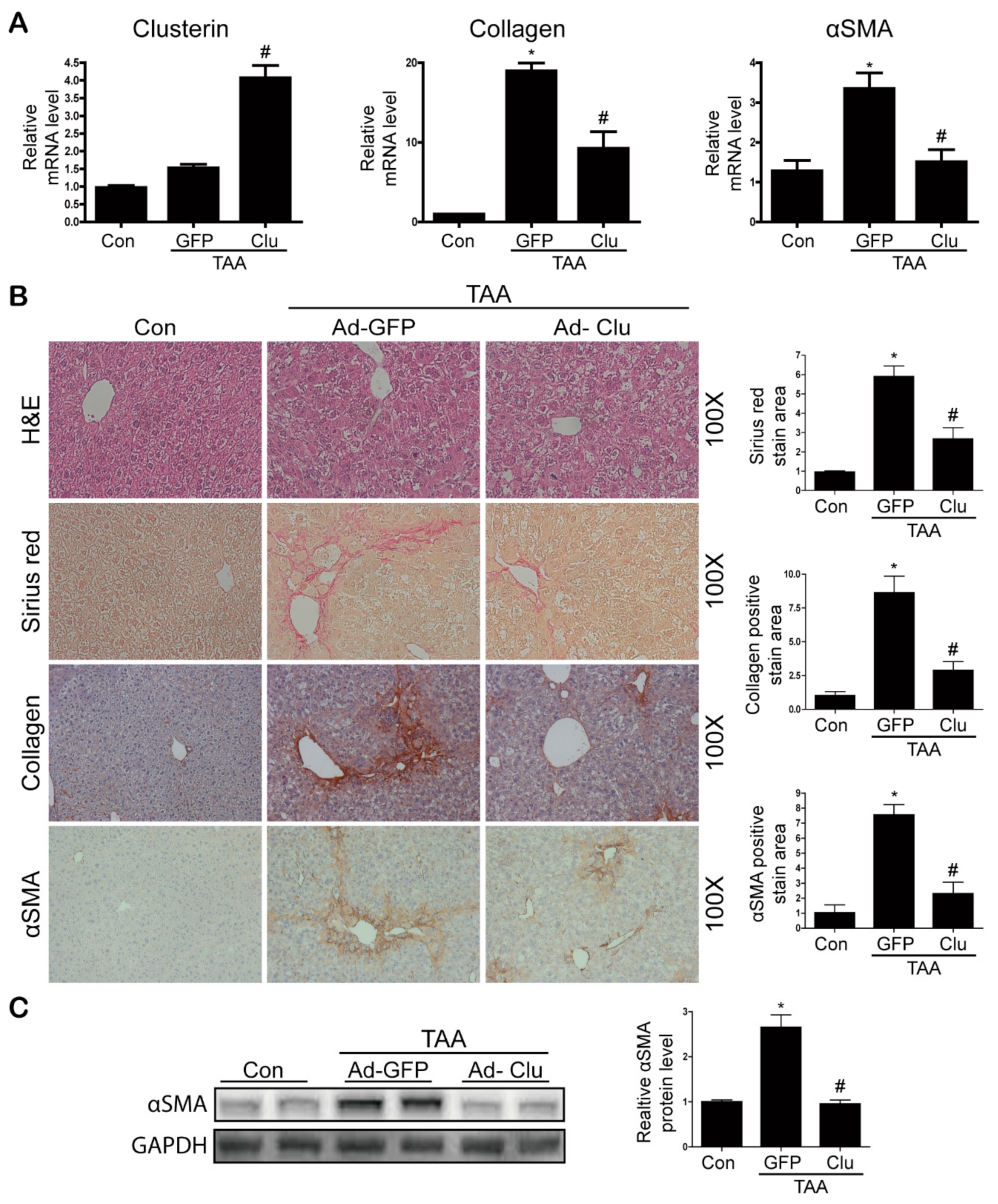 Cells 08 01442 g005 Cells 08 01442 g005