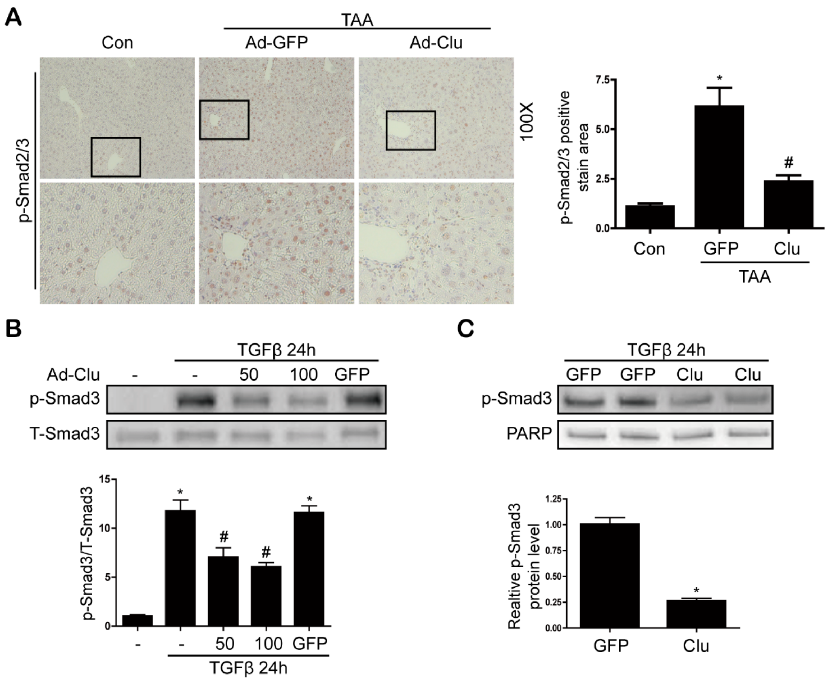Cells 08 01442 g007 Cells 08 01442 g007
