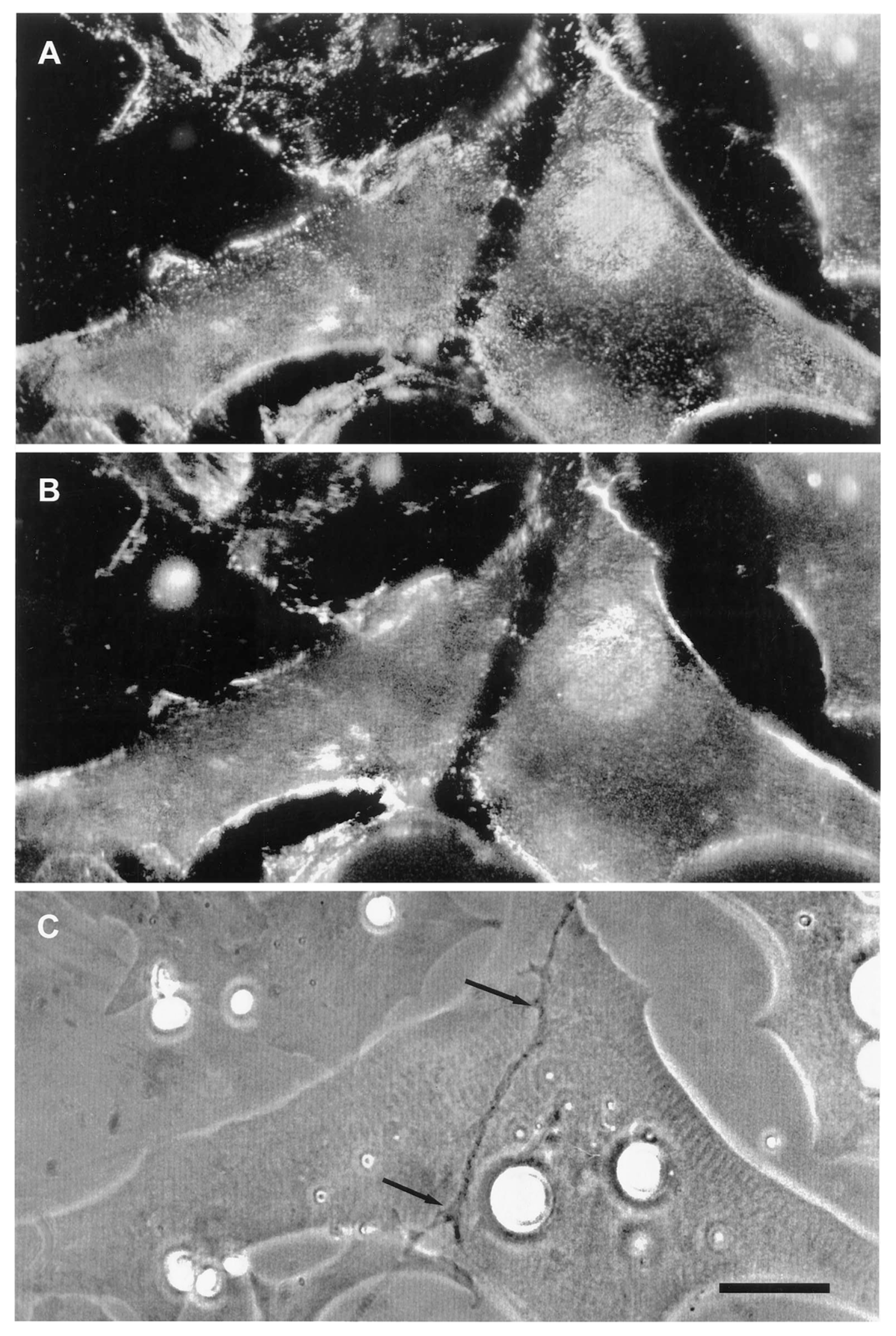 Cells Free Full Text Nerve Muscle And Synaptogenesis Html