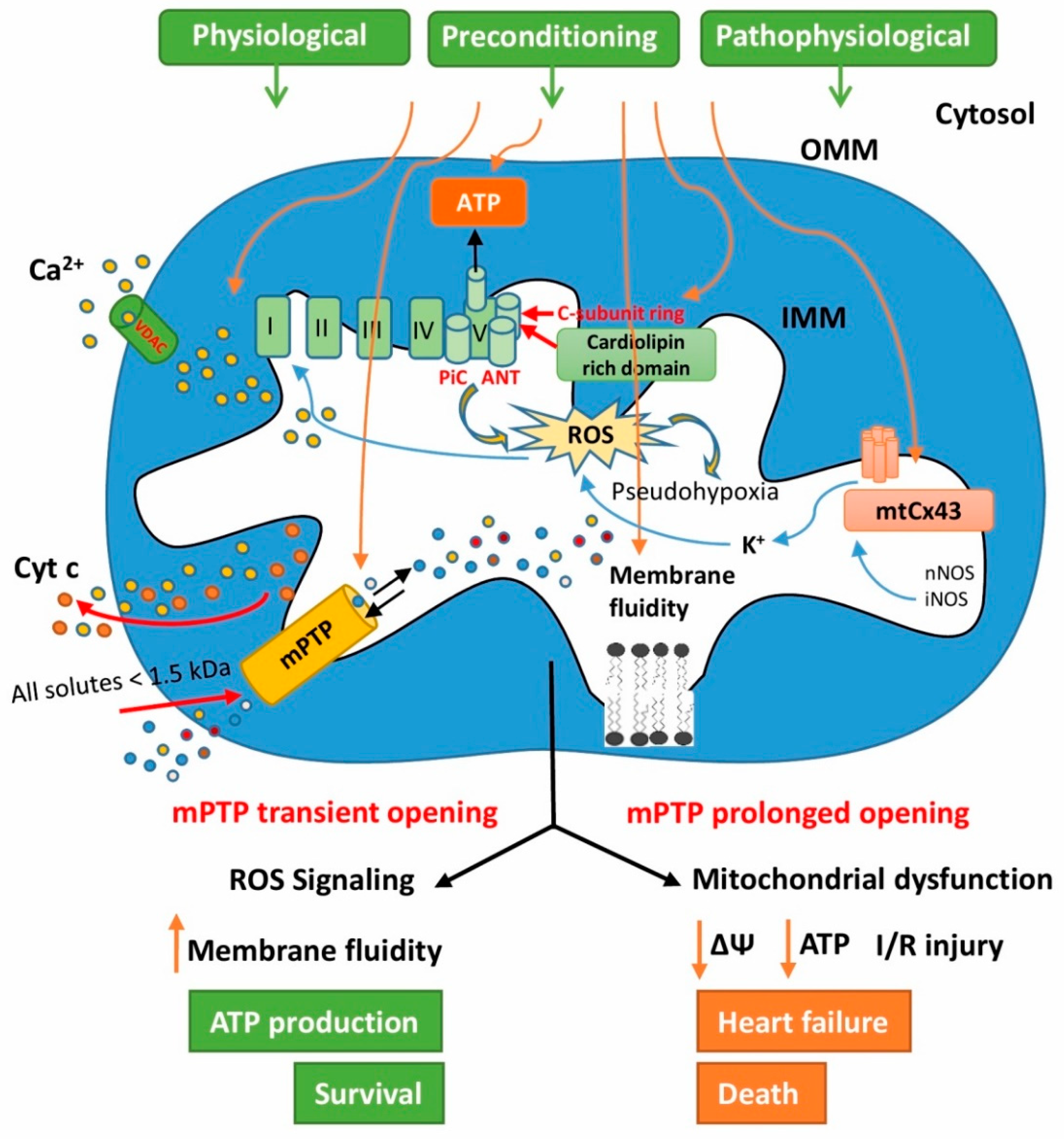 Cells 08 01449 g001 Cells 08 01449 g001