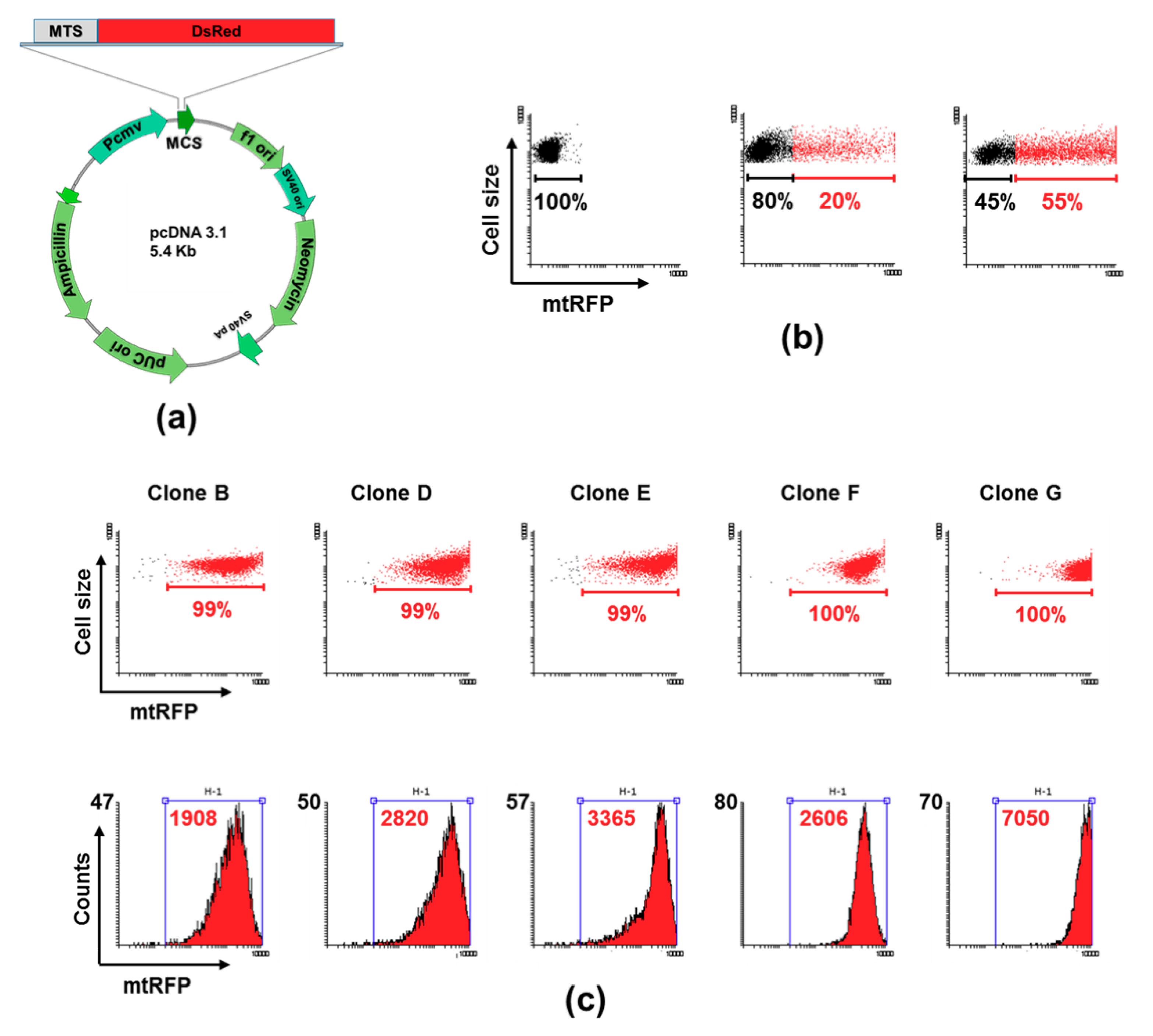 Cells 08 01454 g001 Cells 08 01454 g001