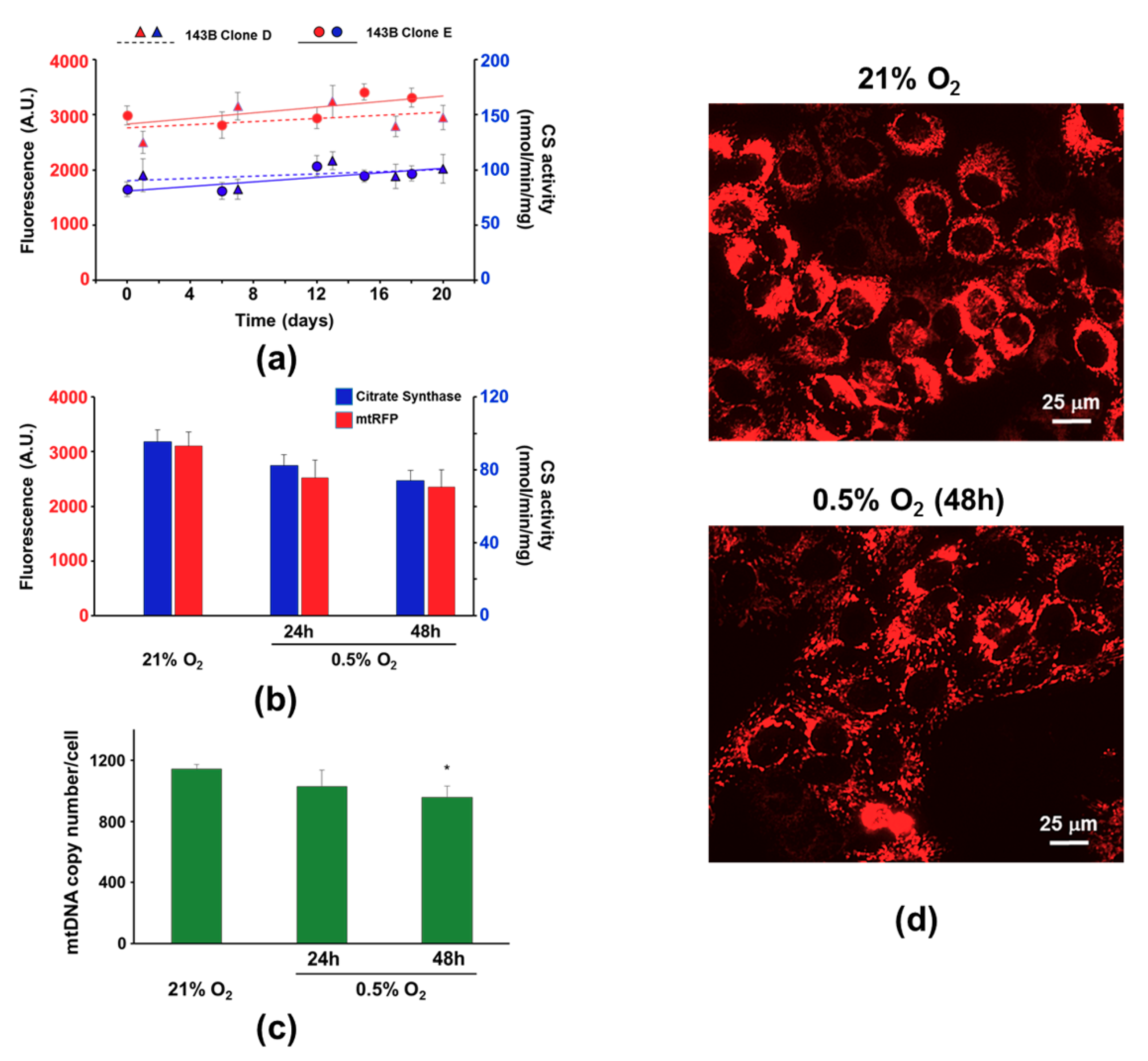 Cells 08 01454 g005 Cells 08 01454 g005