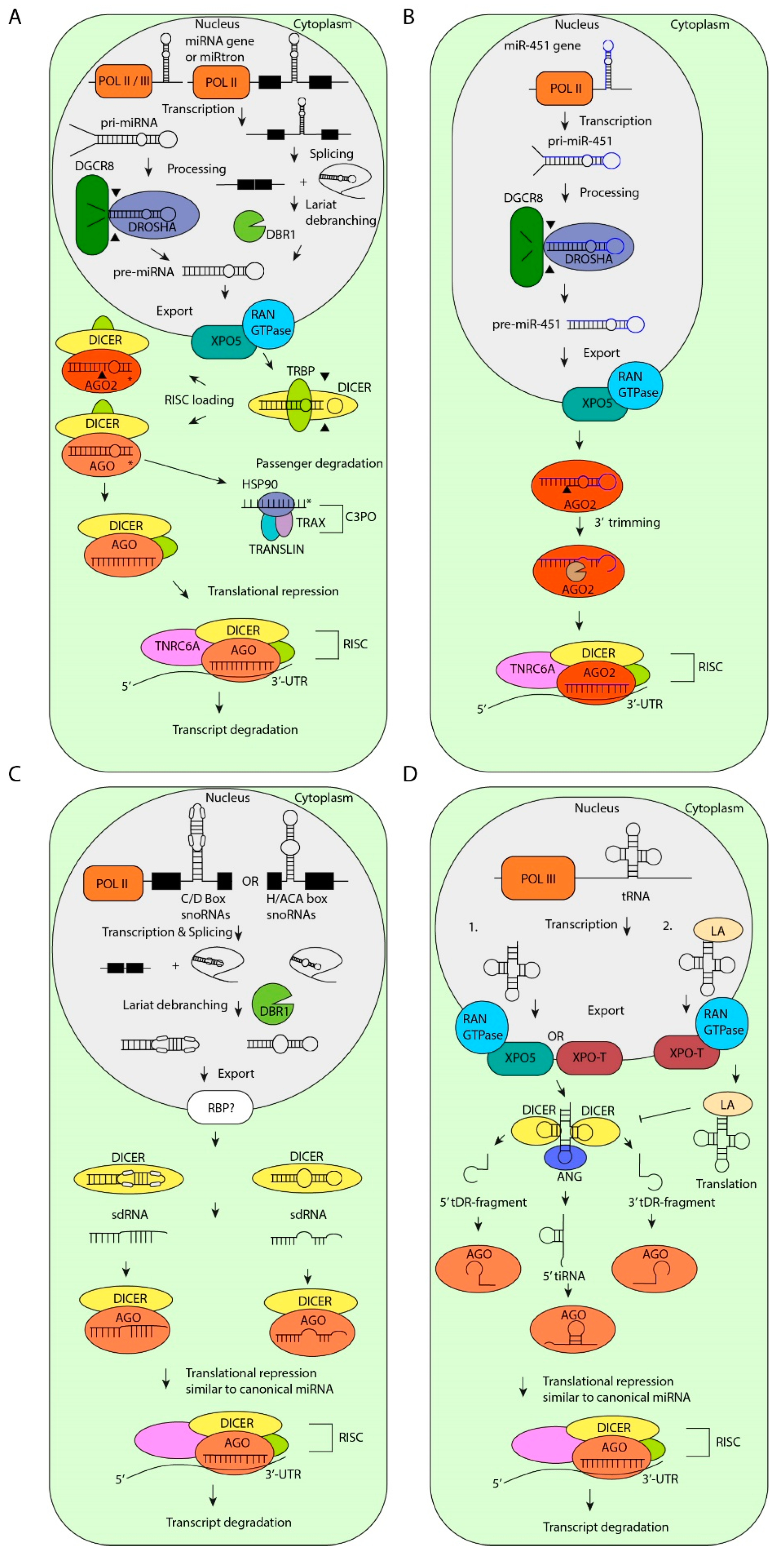 The Non-Canonical Aspects of MicroRNAs: Many ... Biology Diagrams