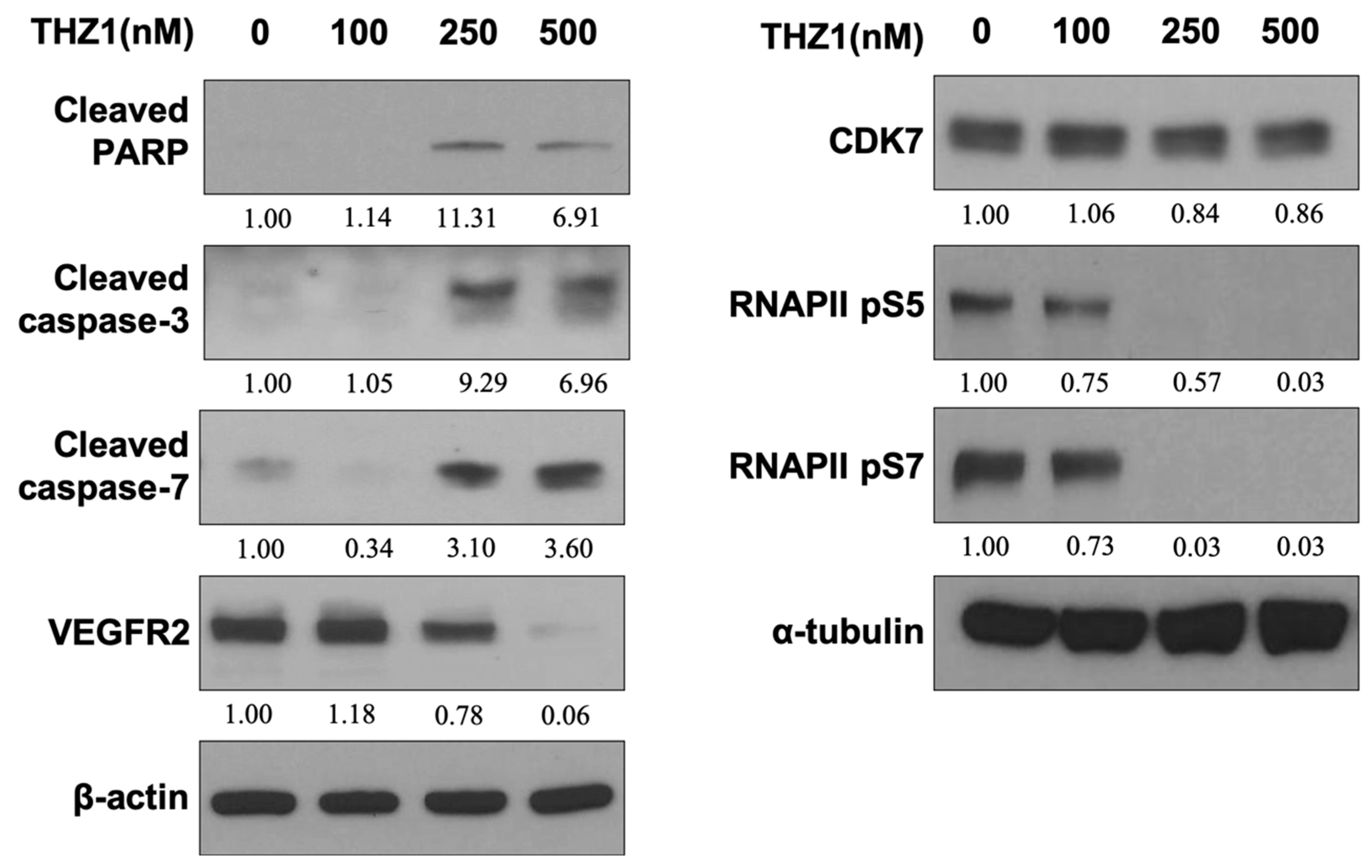 Cells 08 01469 g003