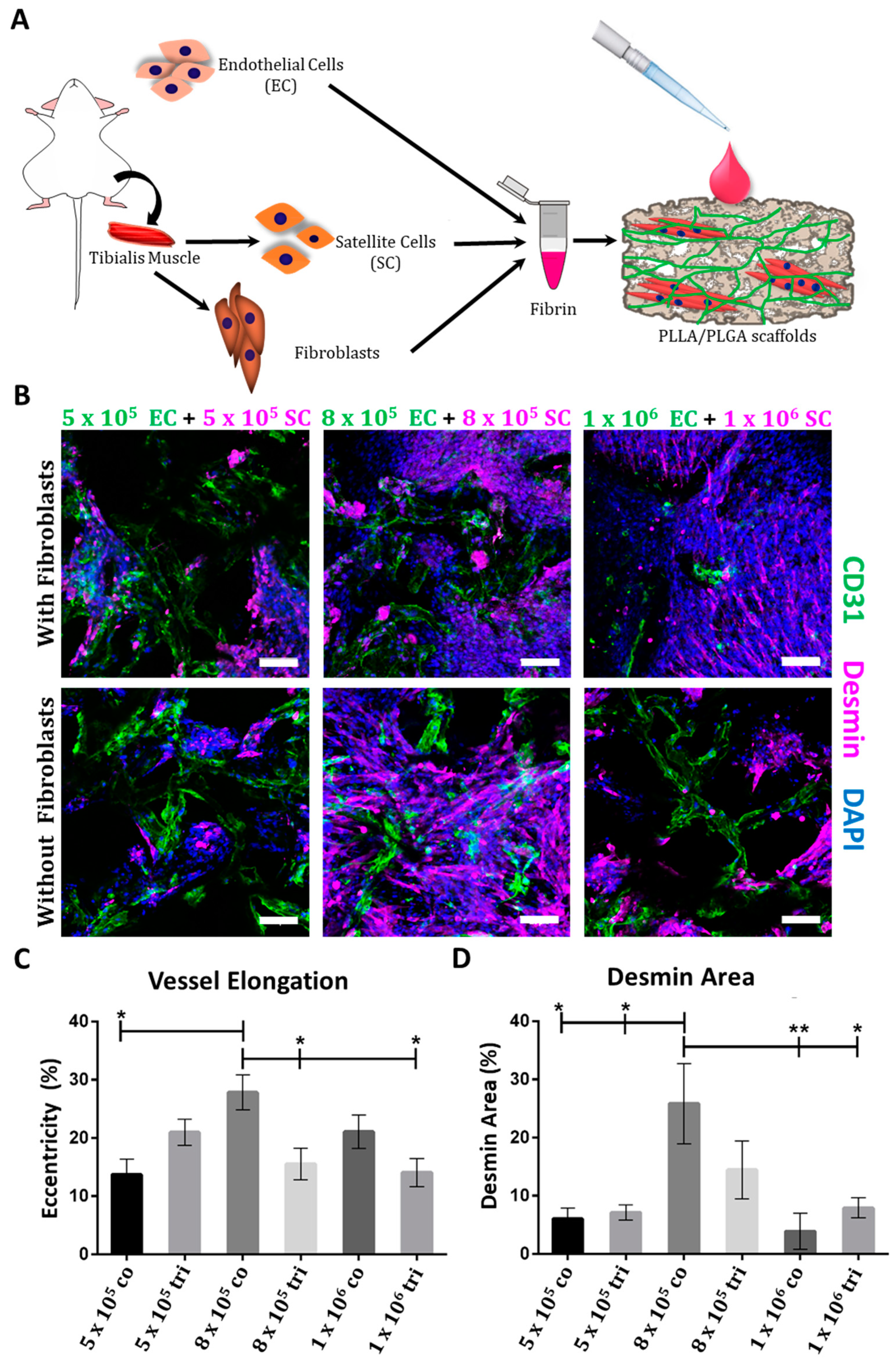 Cells 08 01472 g001 Cells 08 01472 g001