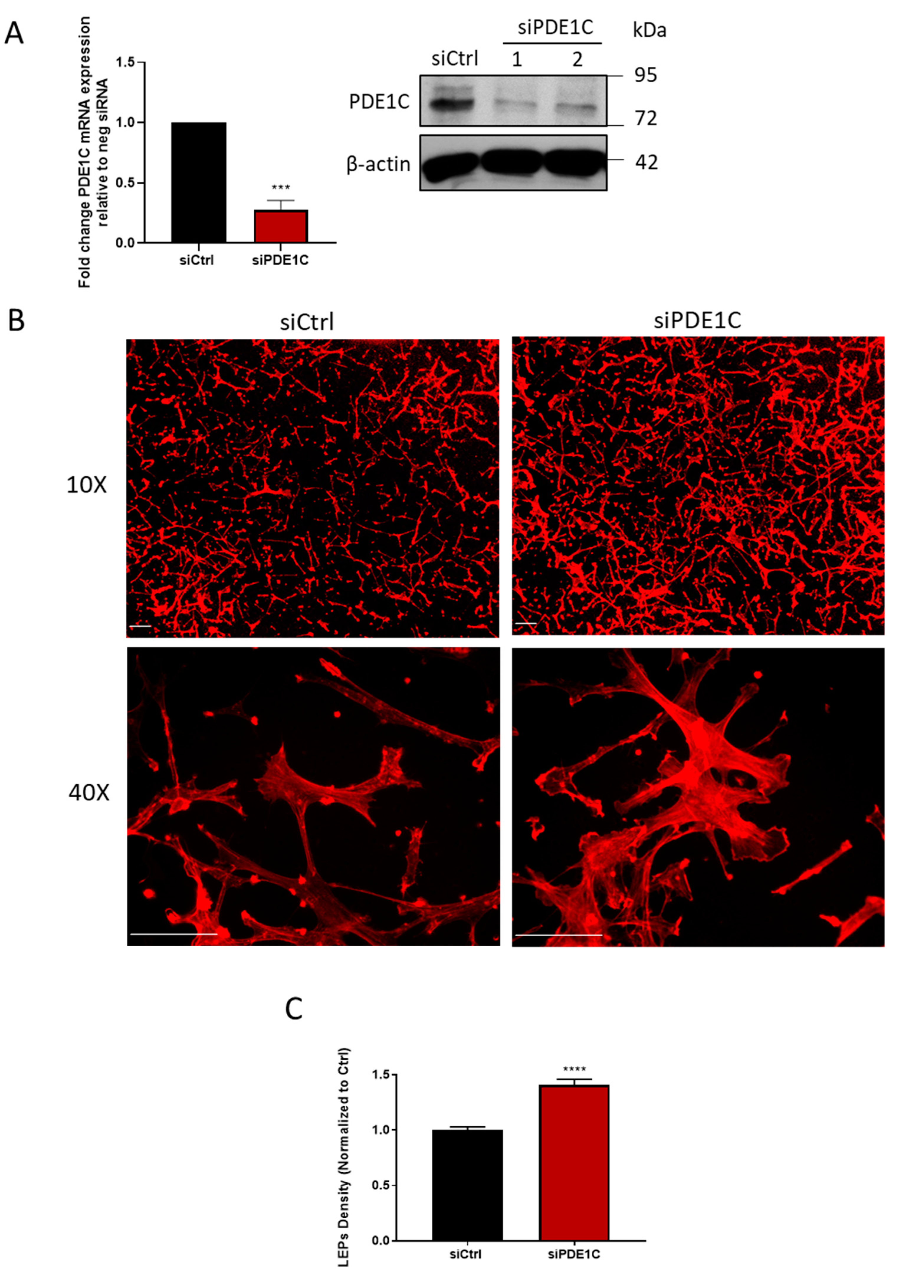 Cells 08 01473 g002 Cells 08 01473 g002