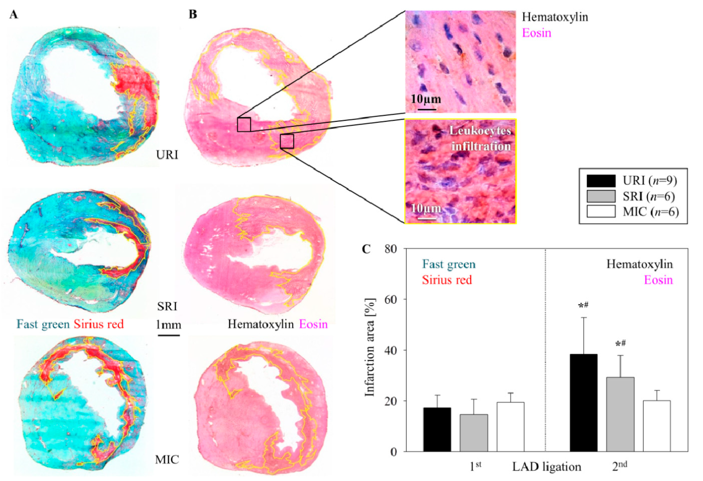 Cells 08 01474 g004 Cells 08 01474 g004